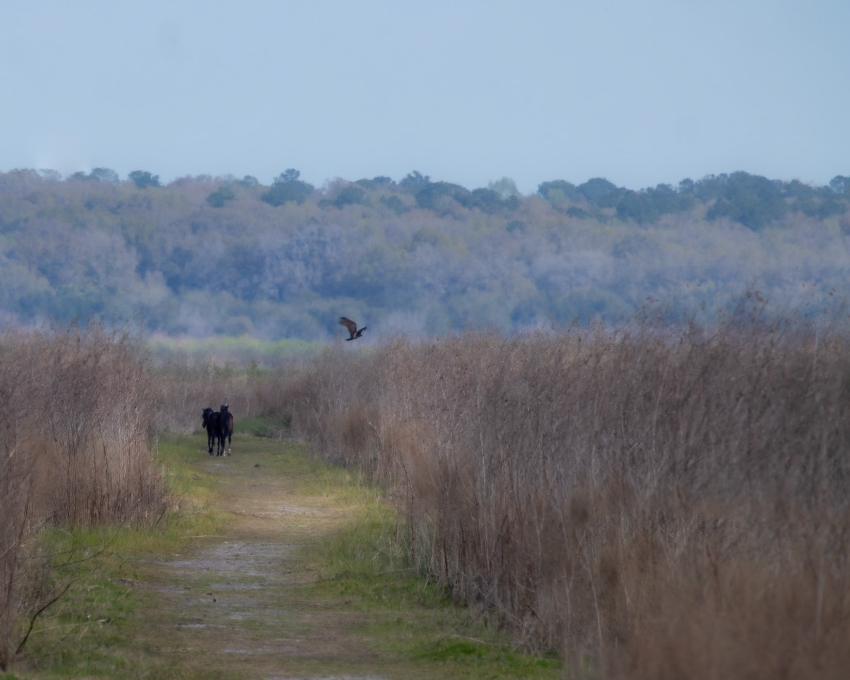Nolan Bluff Trail, Micanopy FL