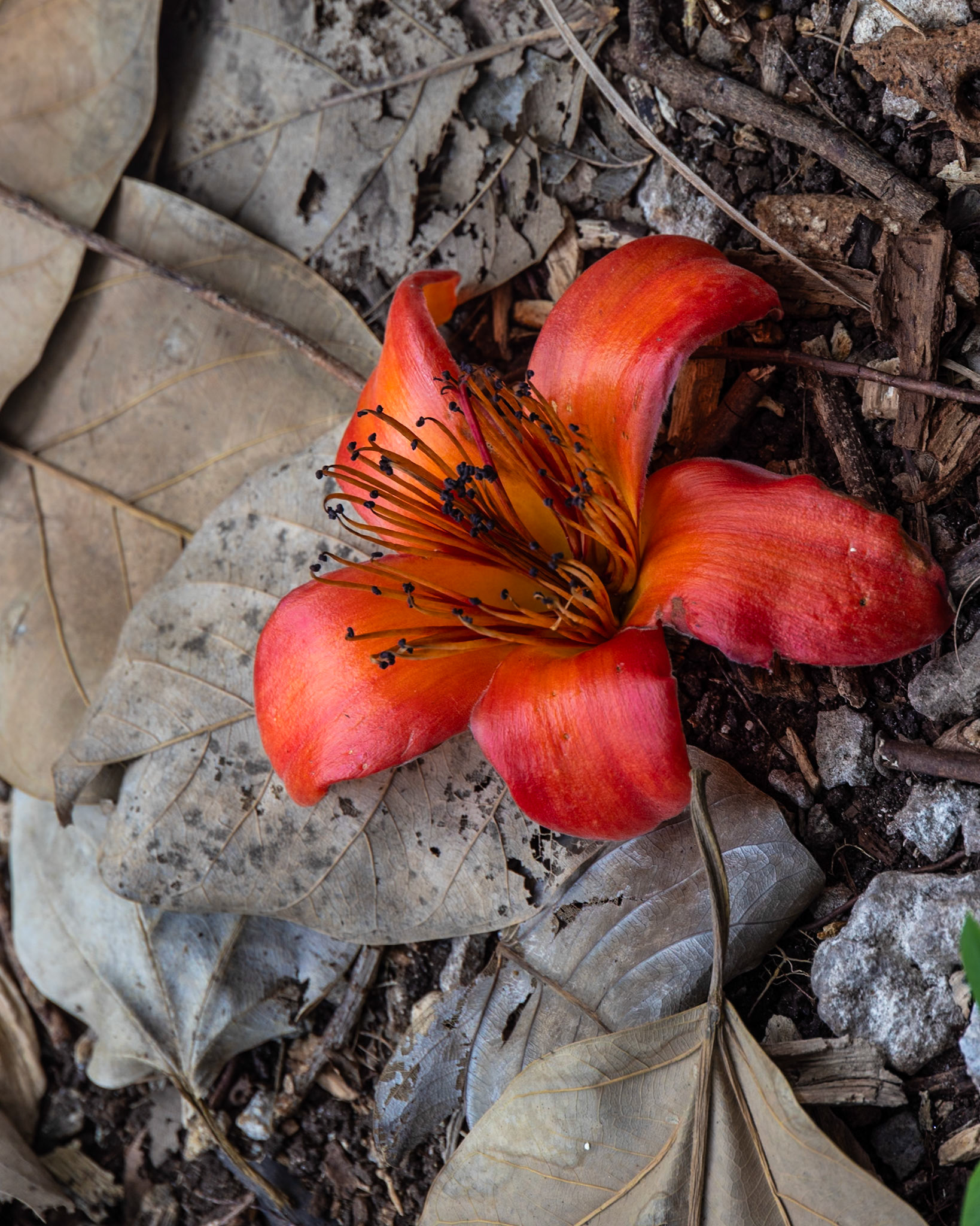 The Kampong, Coral Gables FL