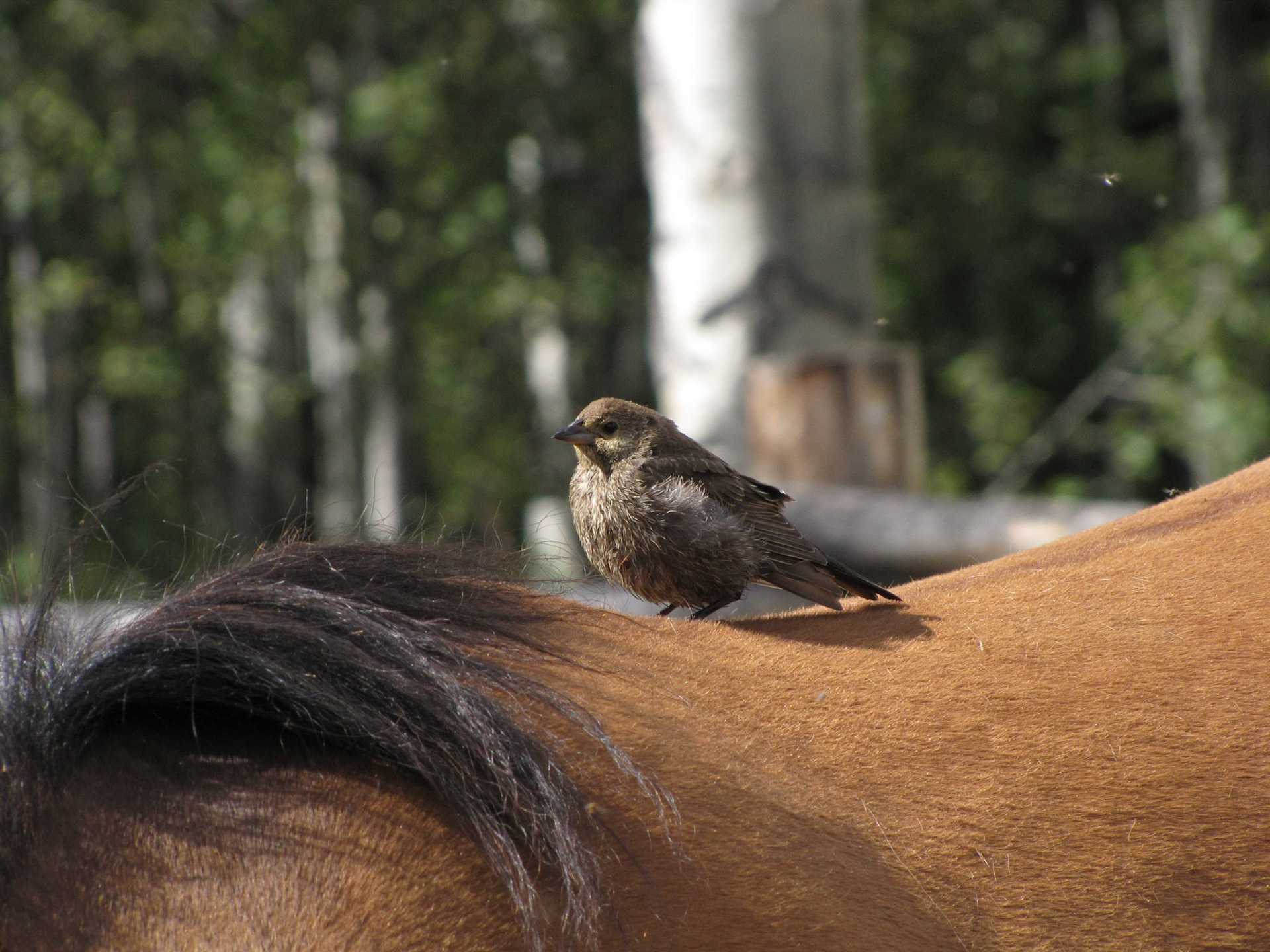 Hyland Ranch, Telegraph Creek BC CA