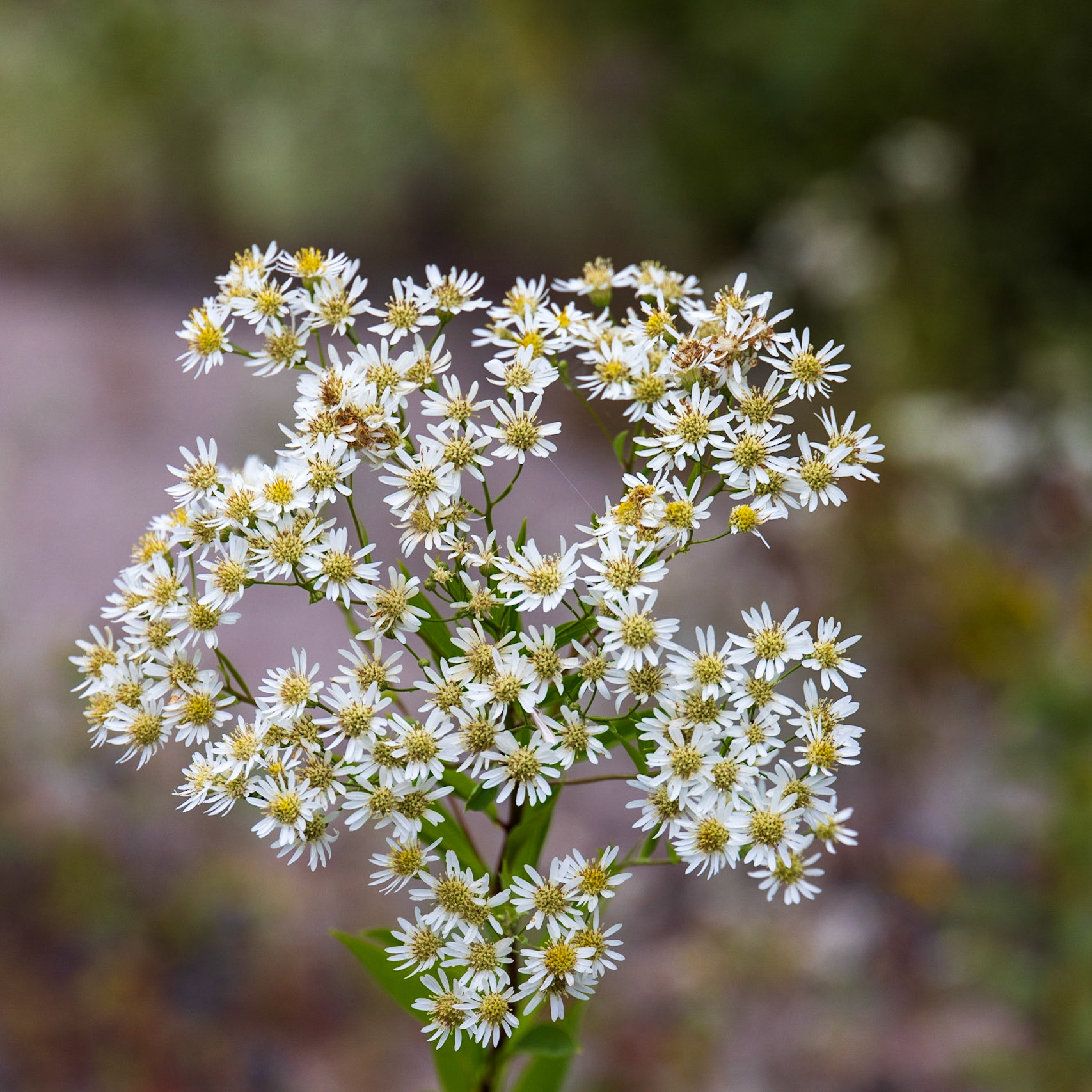 K 94, Expedition 51, QC