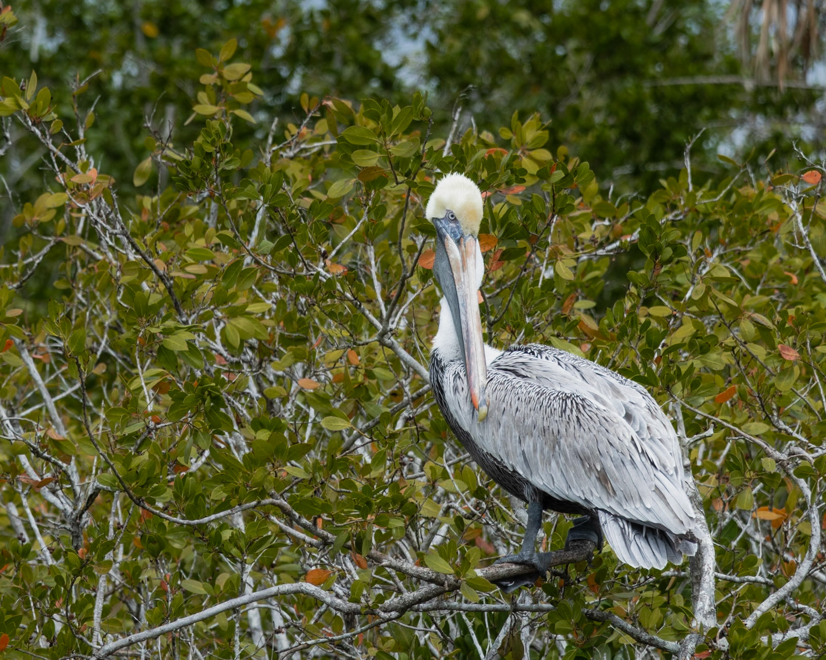 10,000 Islands Marsh Trail, Naples FL