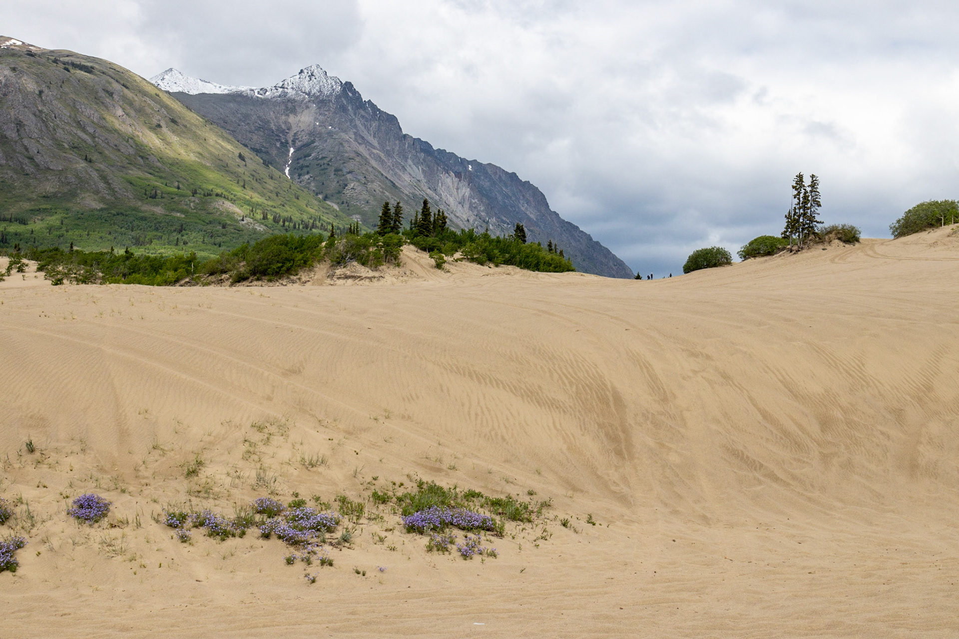 Carcross Desert, Yukon