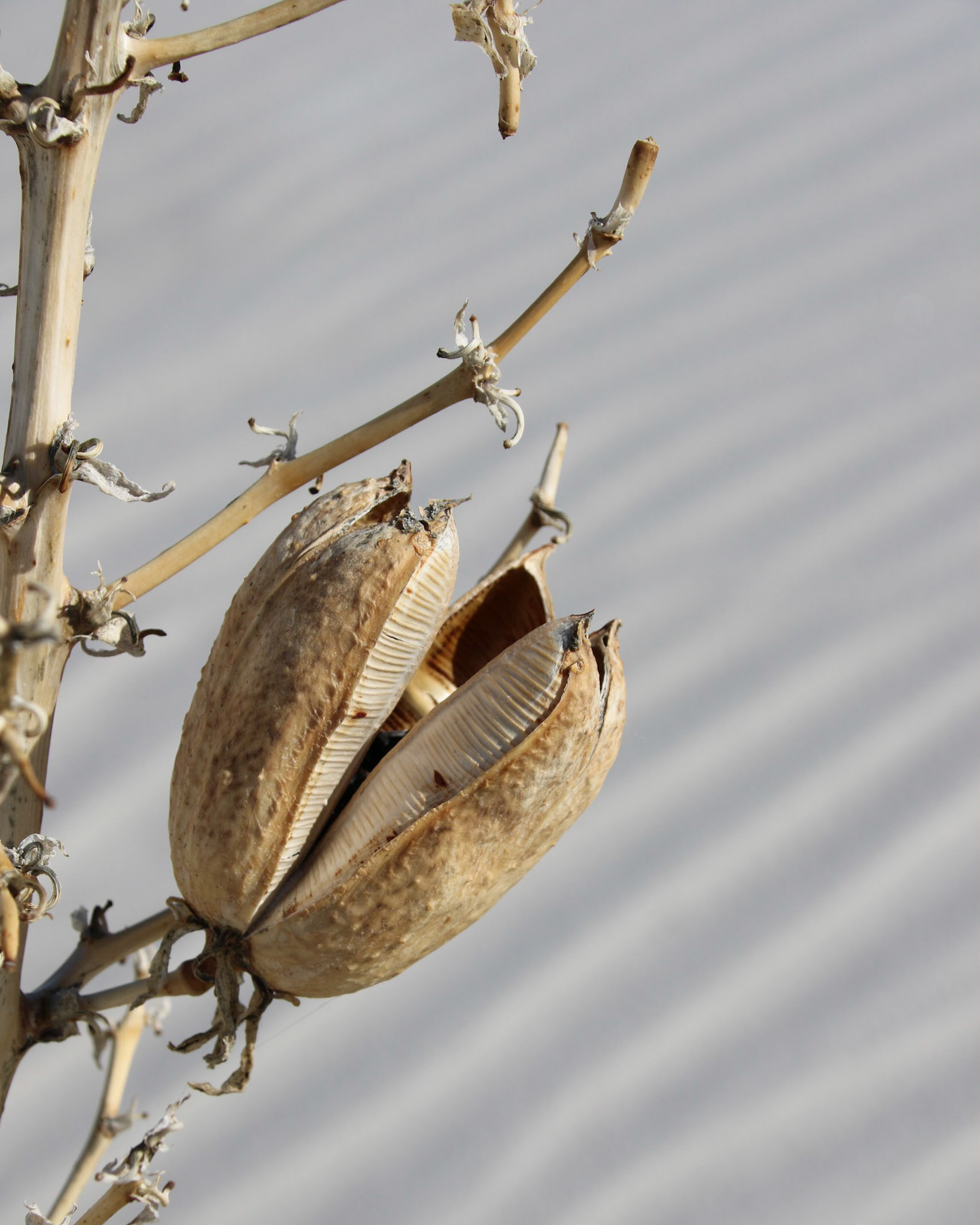 White Sands National Park, NM