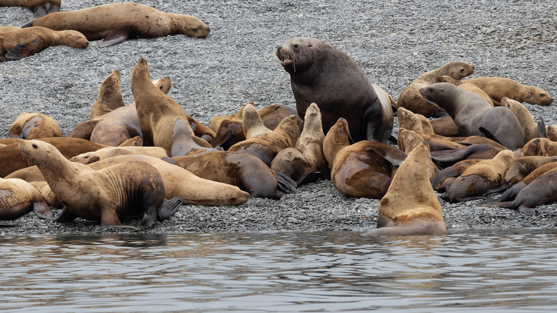 Prince William Sound AK