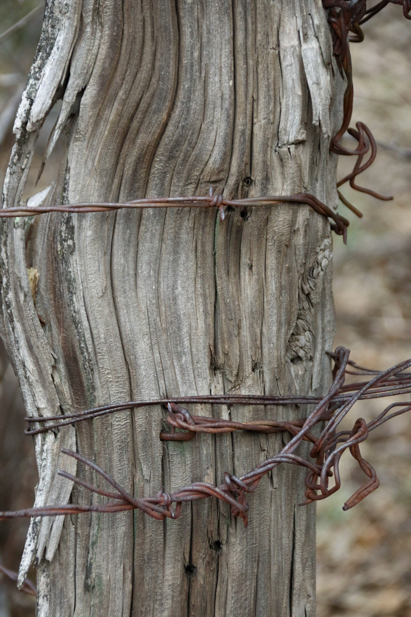 Hale Ranch, Harshaw AZ