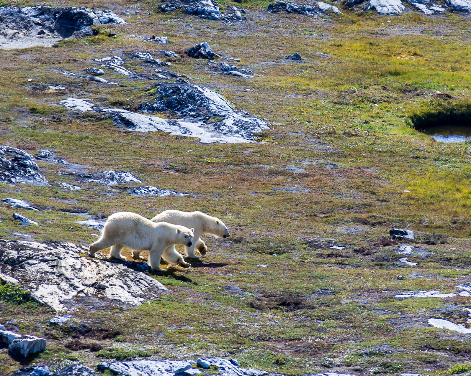 Dog Island, Torngats, NL