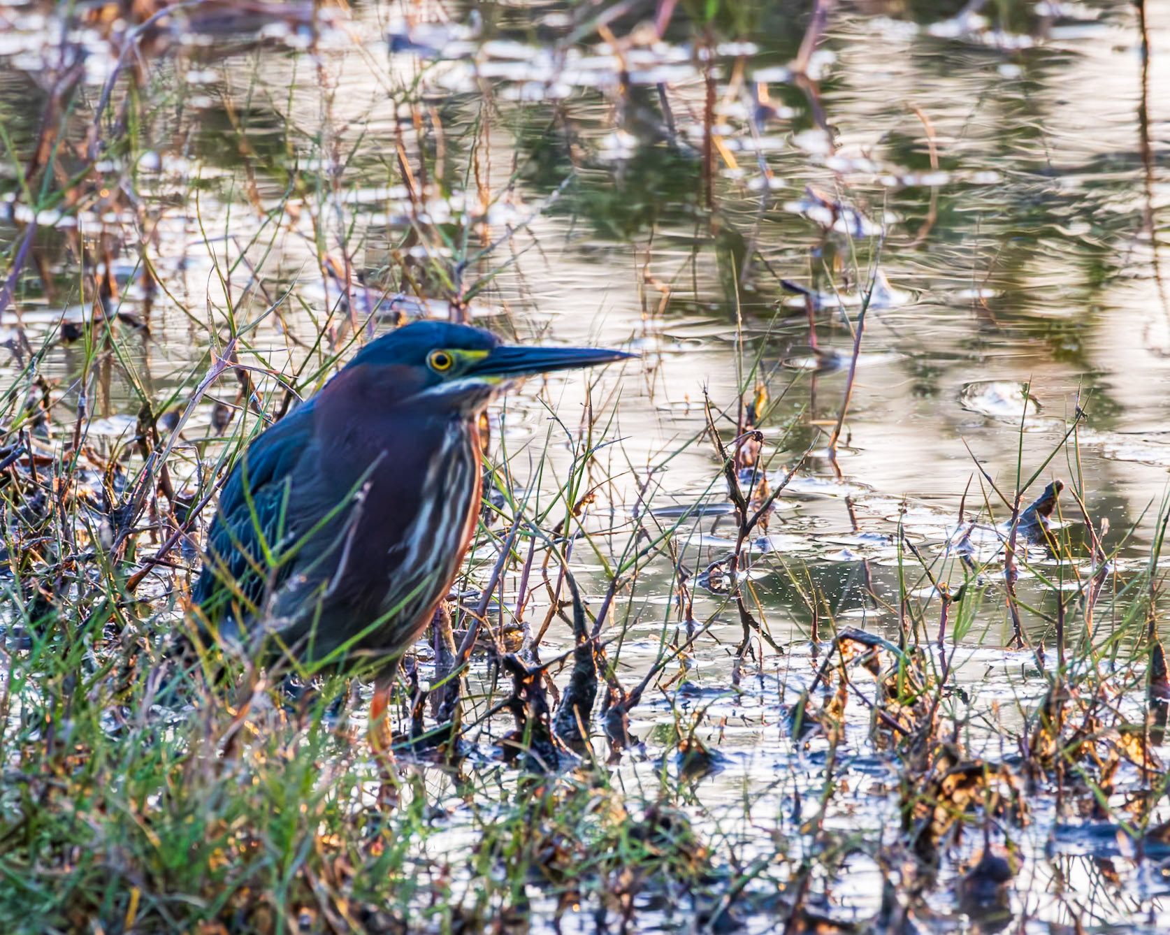 10,000 Islands Marsh Walk, FL