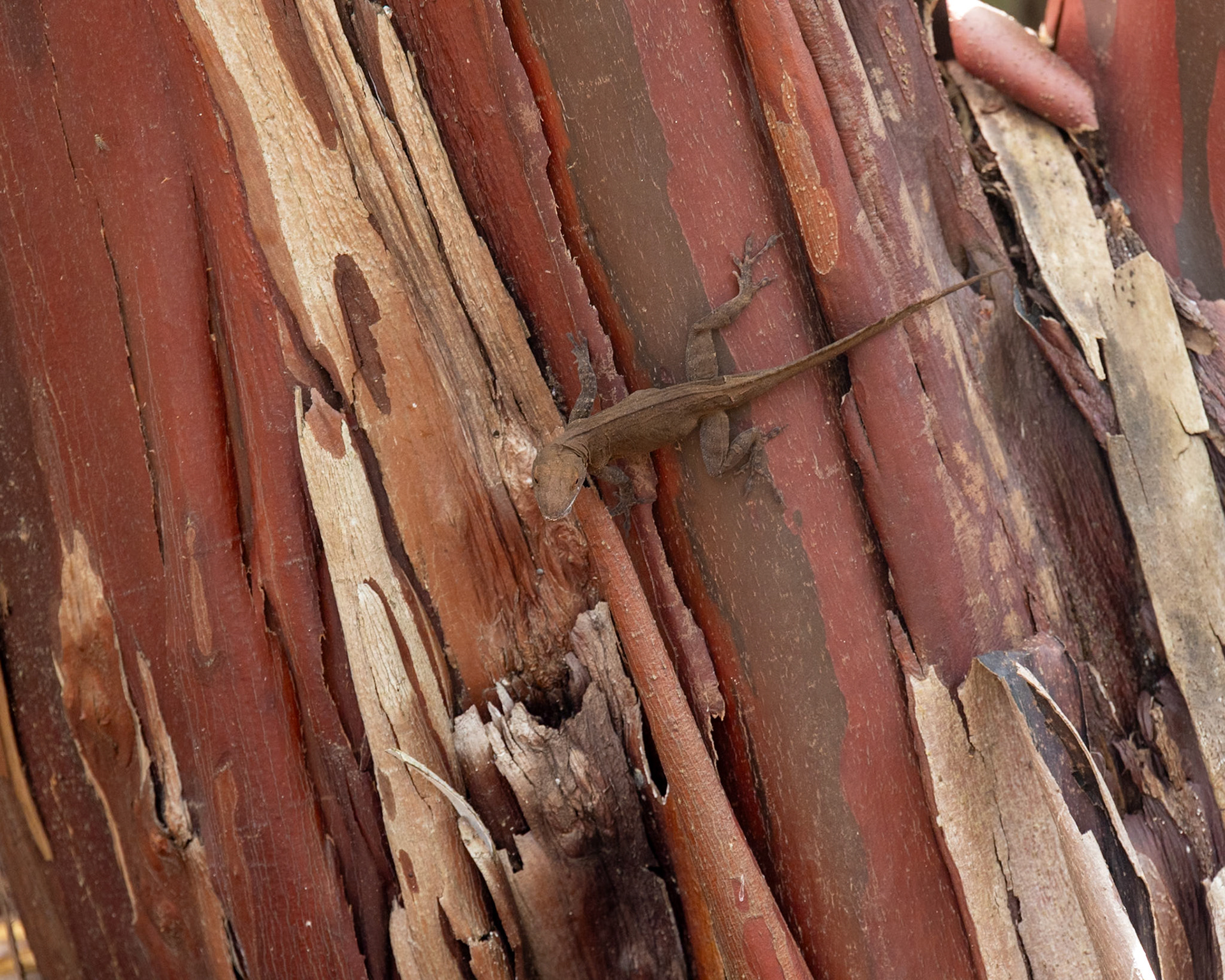 The Kampong, Coral Gables FL