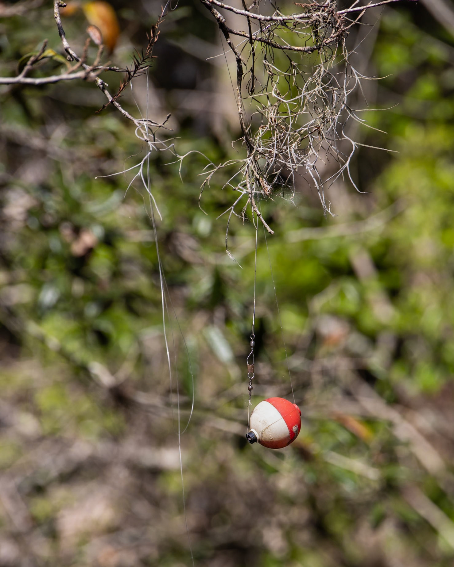 River Rapids Nature Trail, Tampa FL