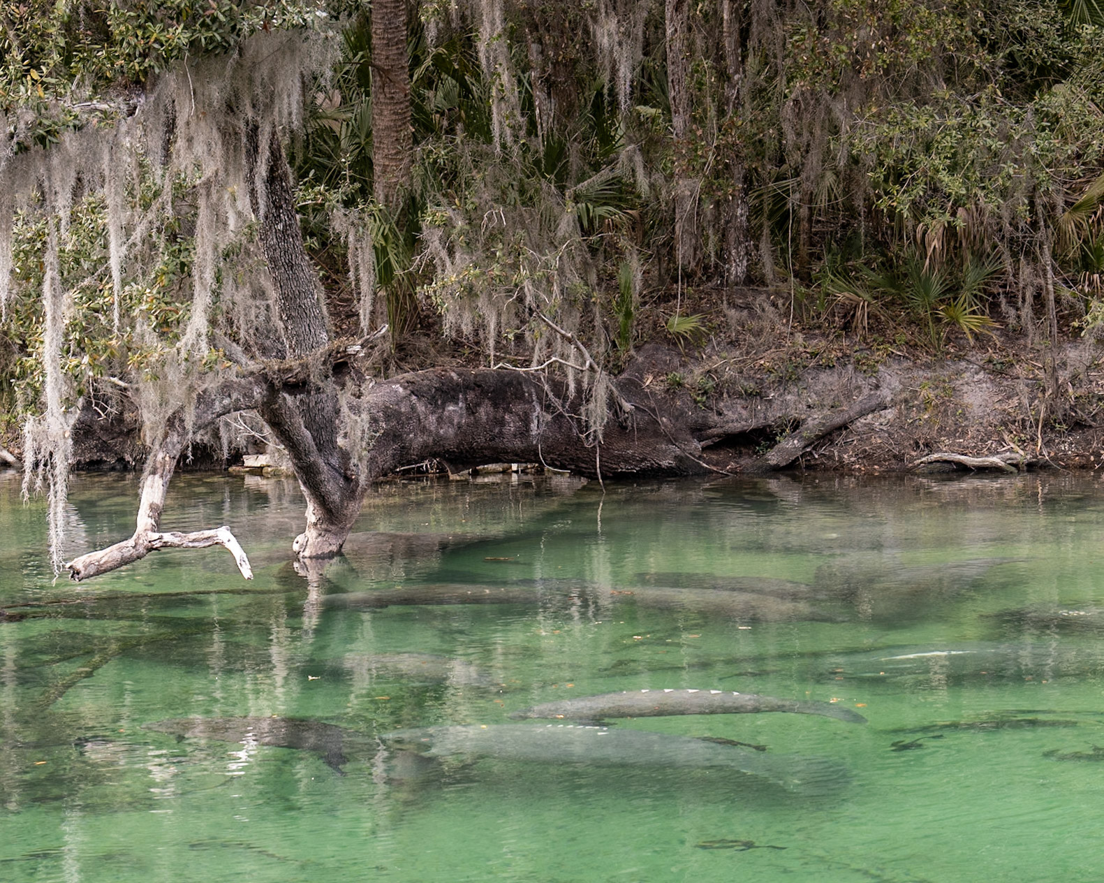 Blue Springs SP, Orange City FL