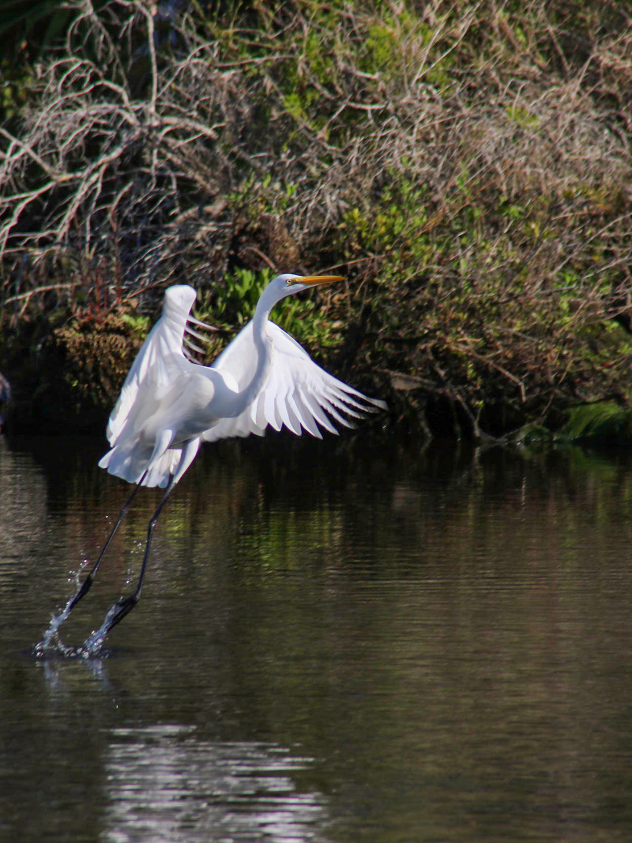 Chassahowitzka River