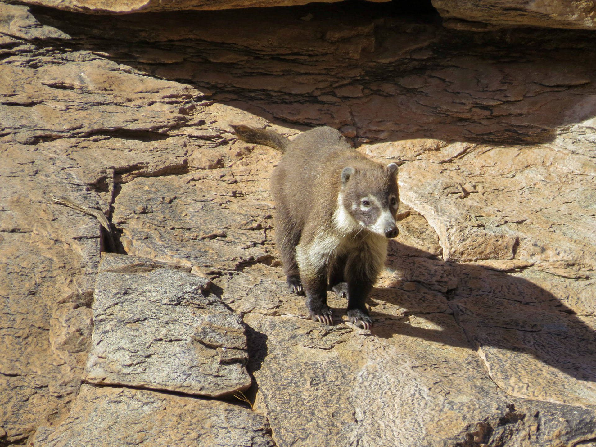 Coronado NF, Rincon MT Wilderness, AZ