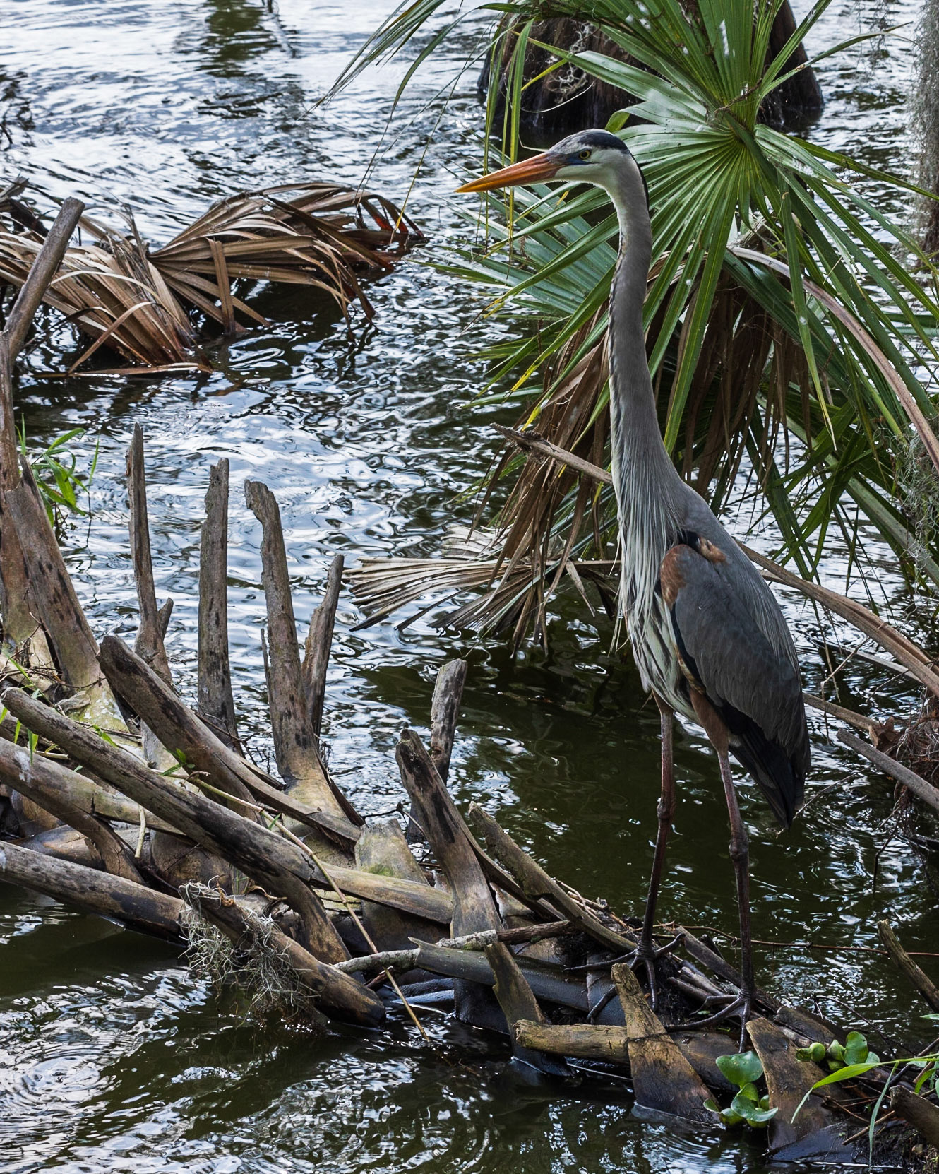 Circle B Bar Reserve FL