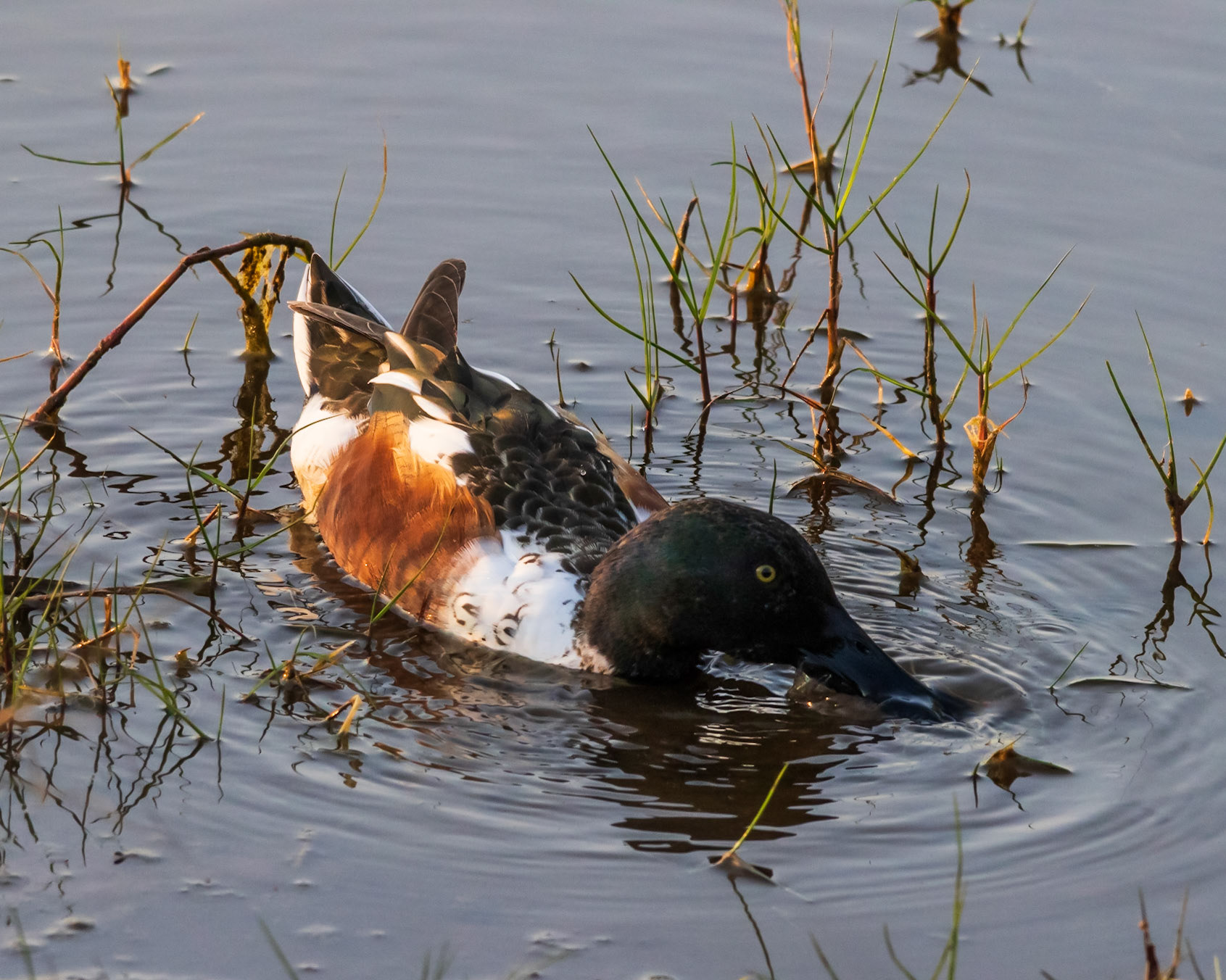 10,000 Islands Marsh Walk, FL