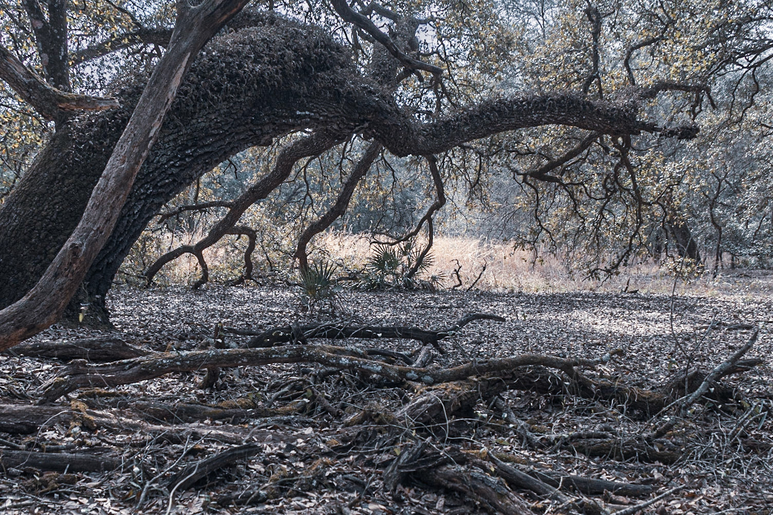 Withlacooche River Park