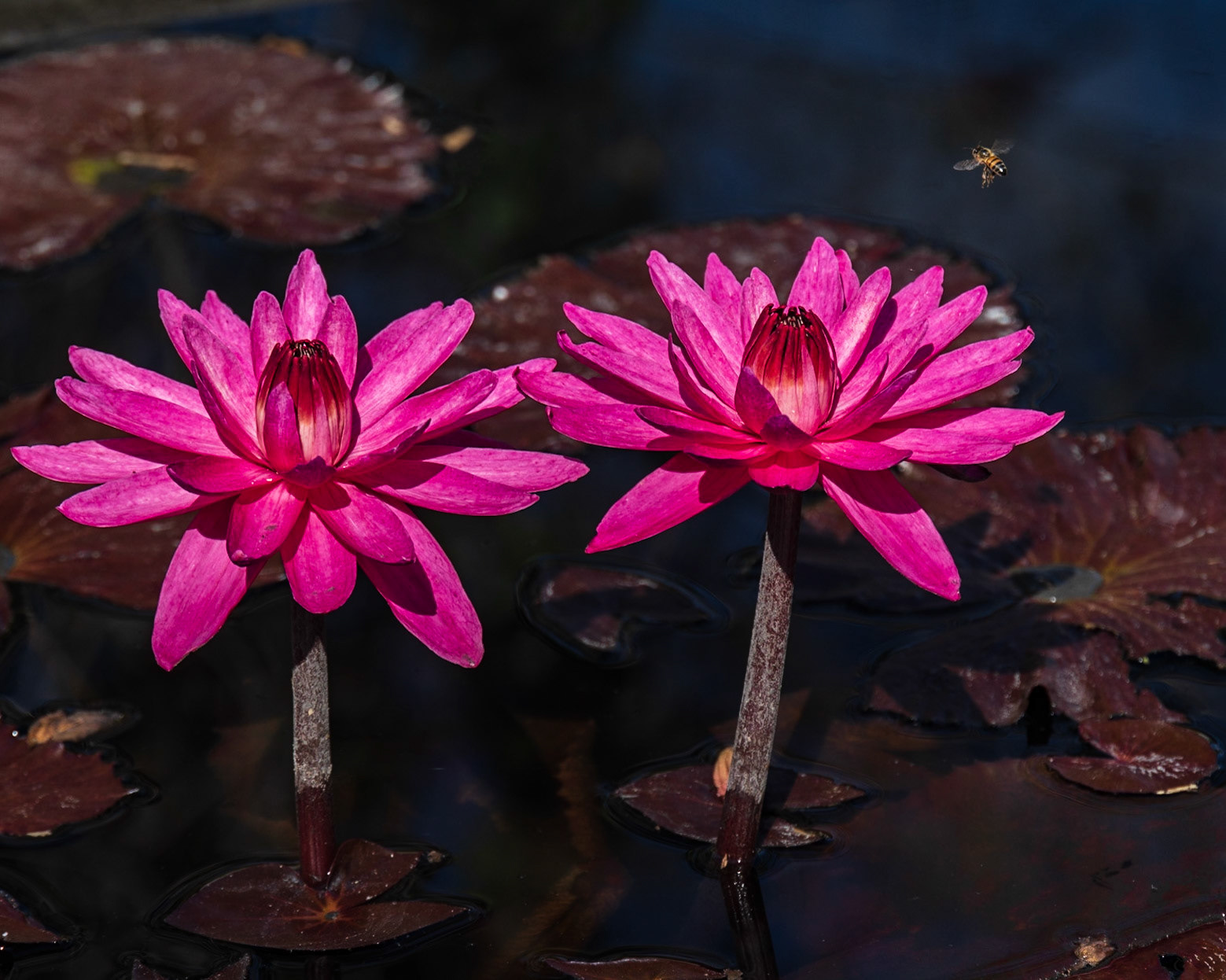 Naples Botanical Garden, FL