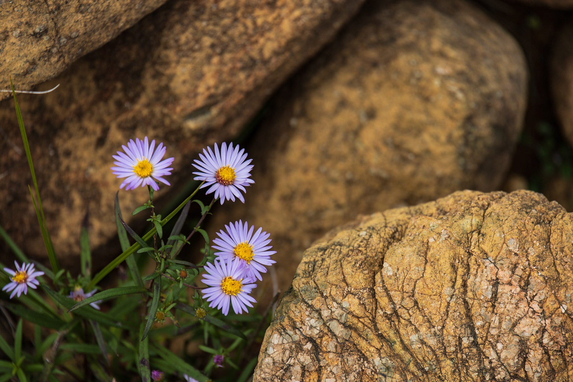 Alpine Aster, Tablelands, NL