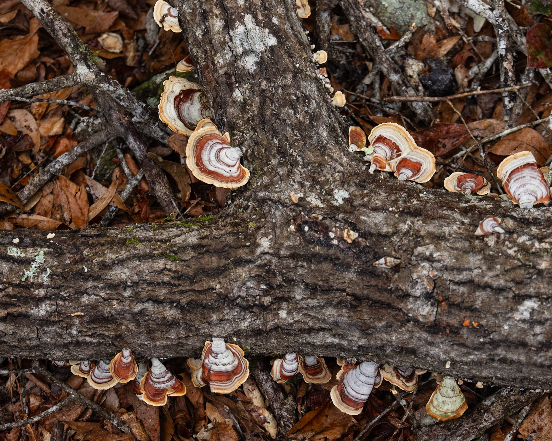 Aucilla River, Goose Pasture Road, FL