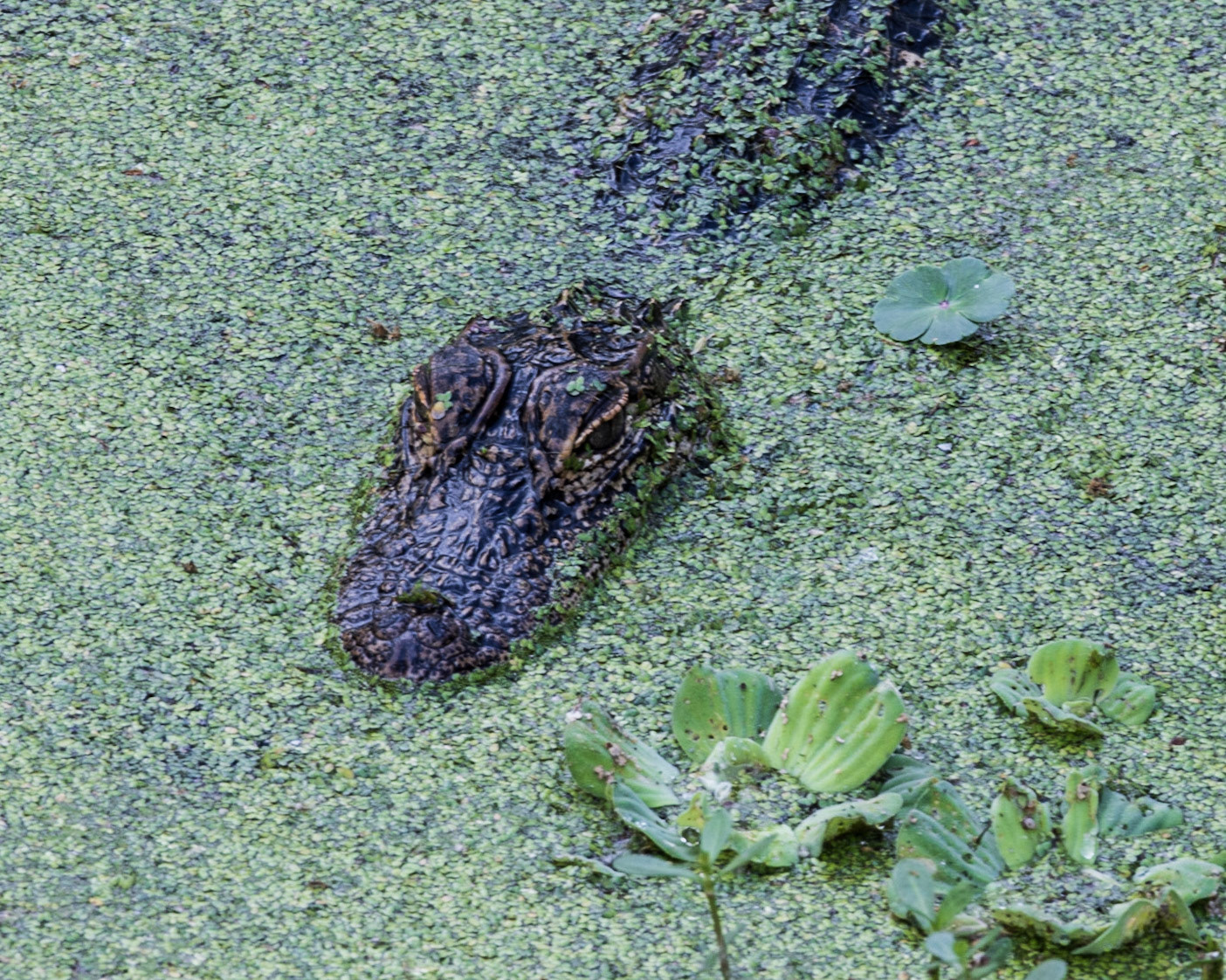 Circle B Bar Reserve FL