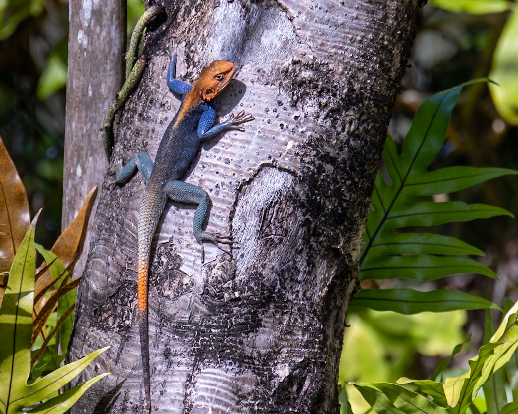McKee Botanical Garden, Vero Beach FL