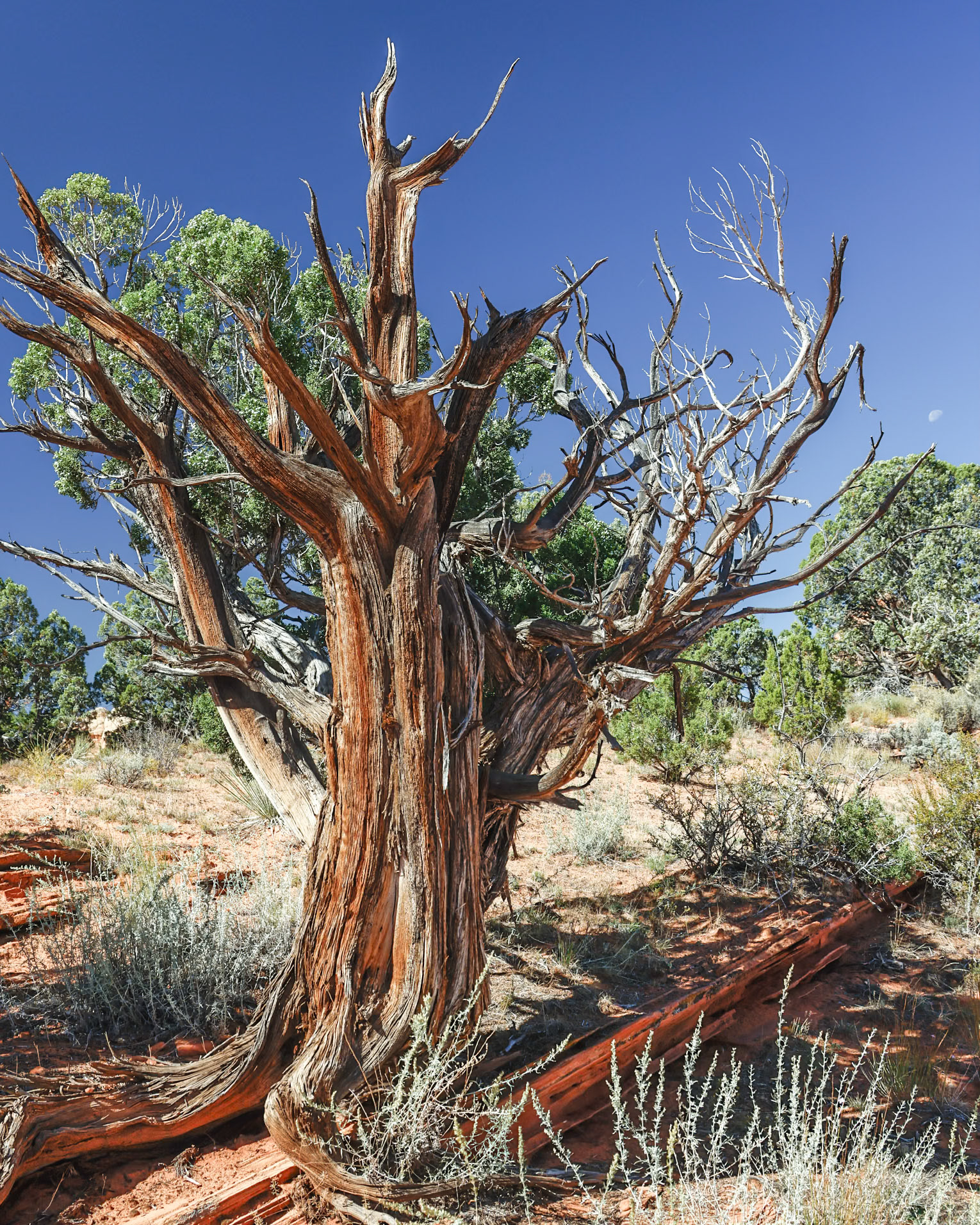 South Coyote Buttes, Vermillion Cliffs AZ