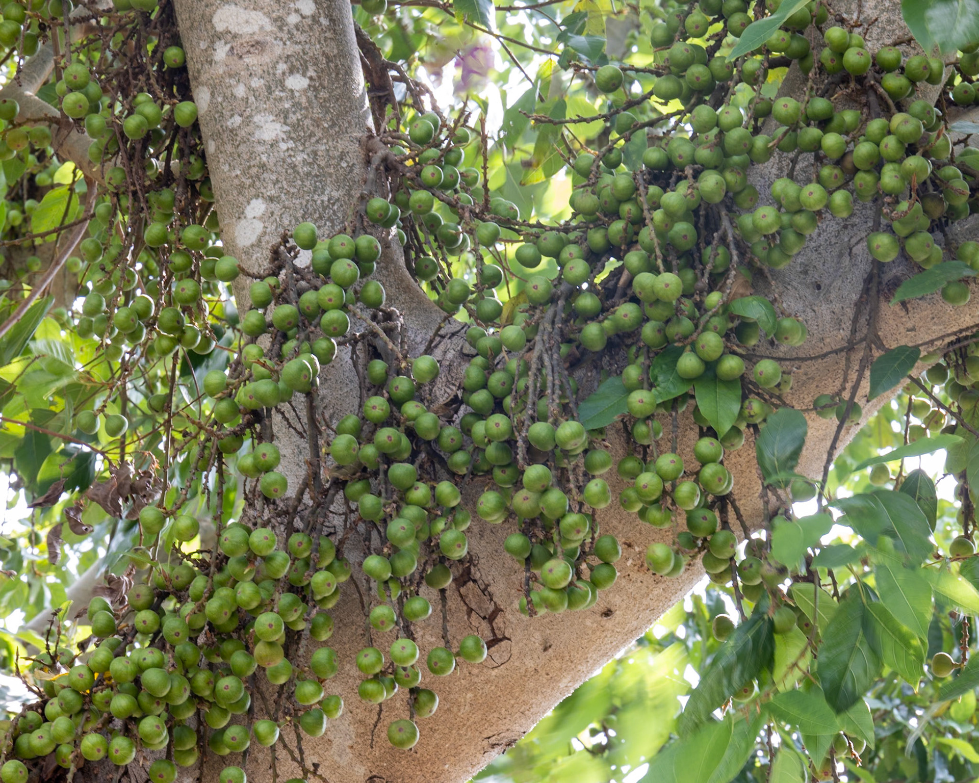 Naples Botanical Gardens, Naples FL