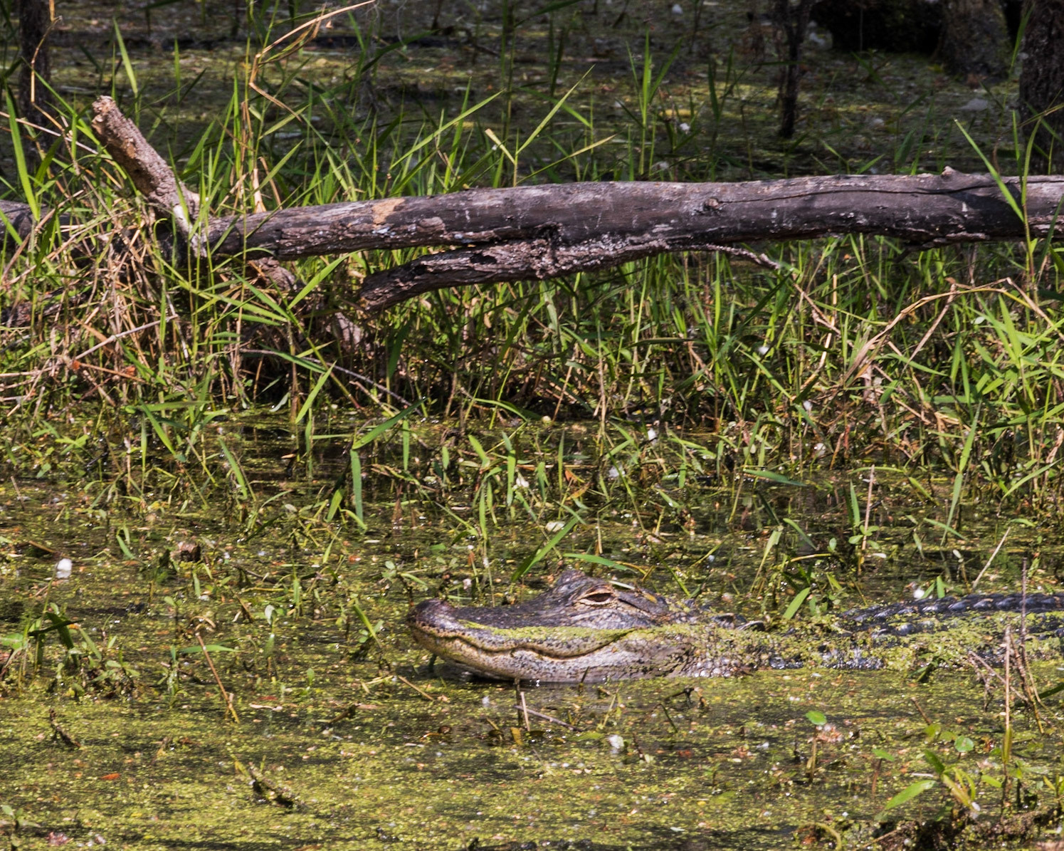 Circle B Bar Reserve FL