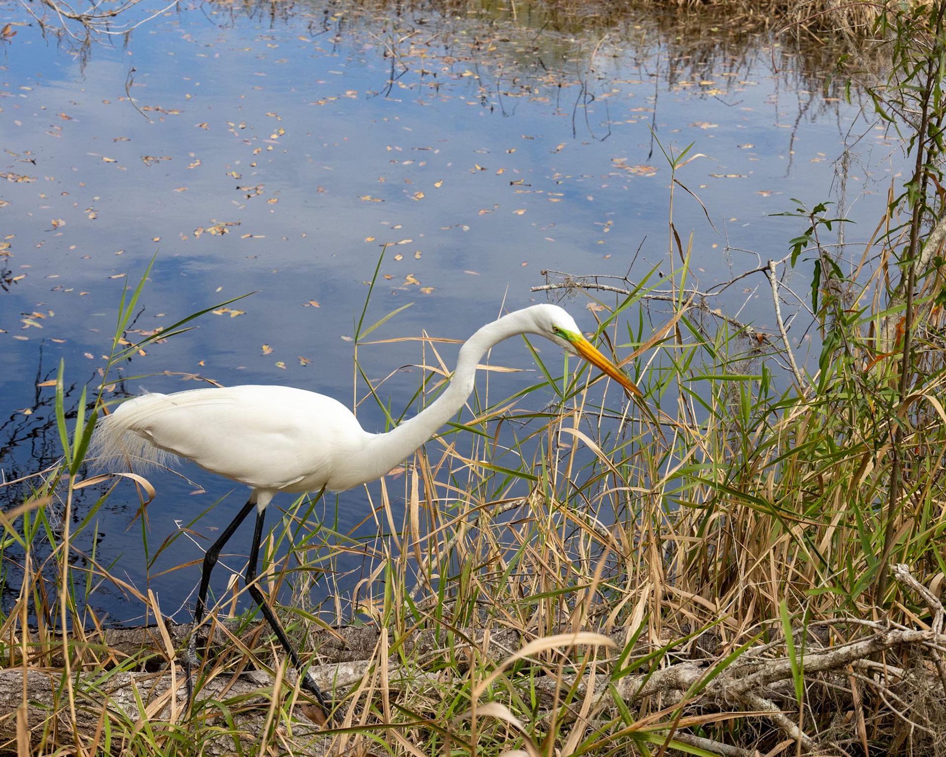 Circle Bar B Preserve, Lakeland FL
