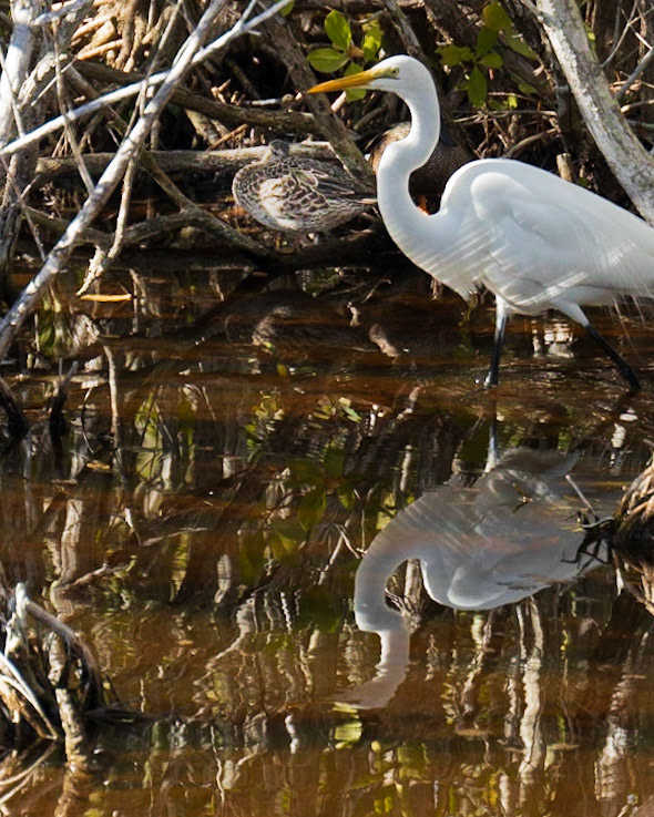 "Ding" Darling Refuge