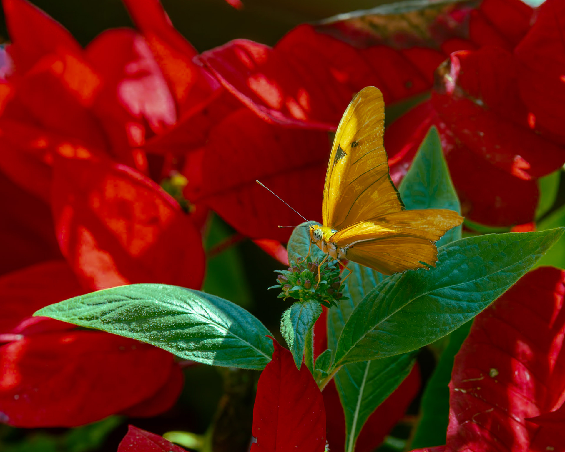 Peace River Botanicals and Sculpture Gardens, Punta Gorda FL