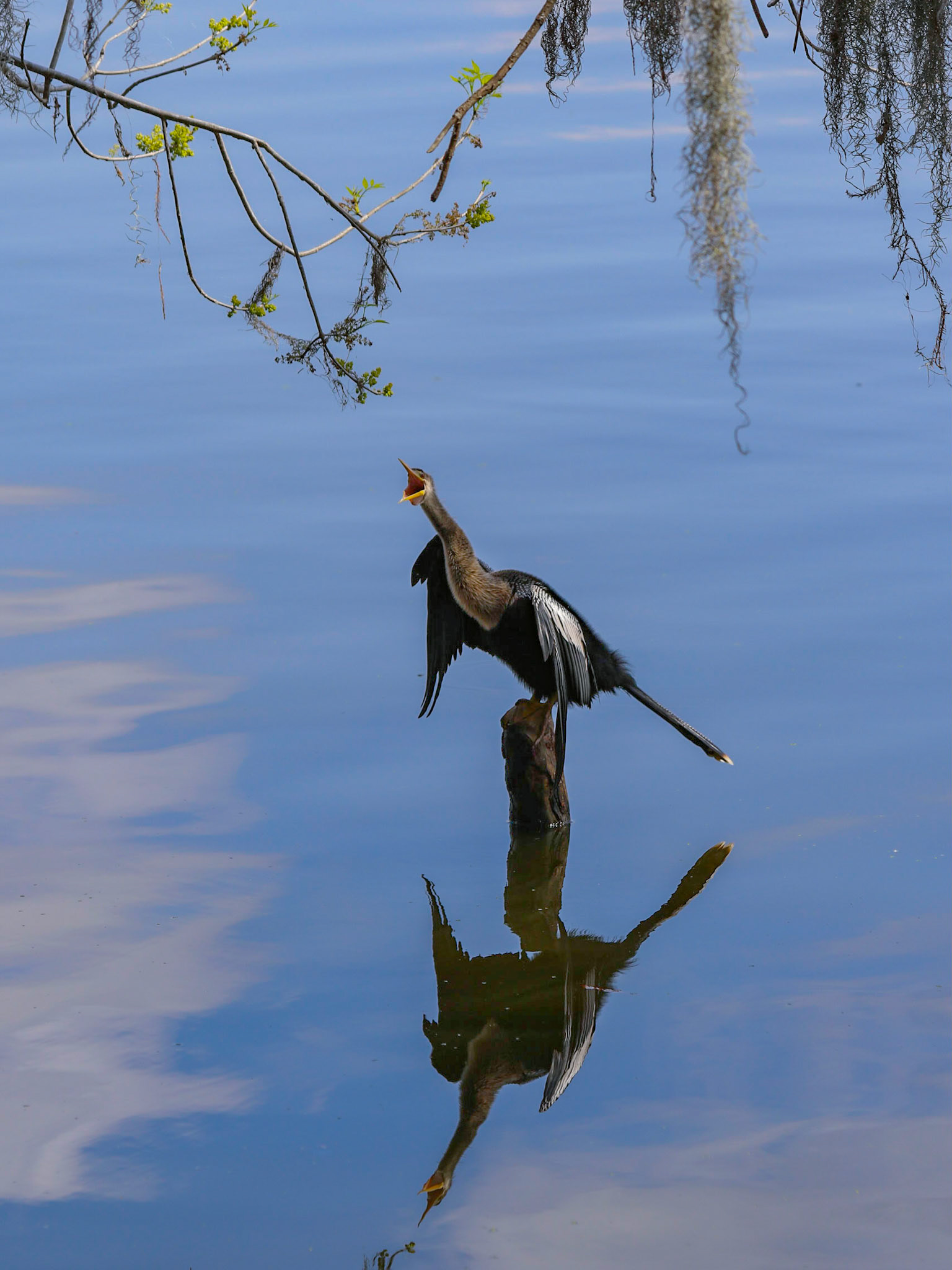 Circle B Bar Reserve, Lakeland FL