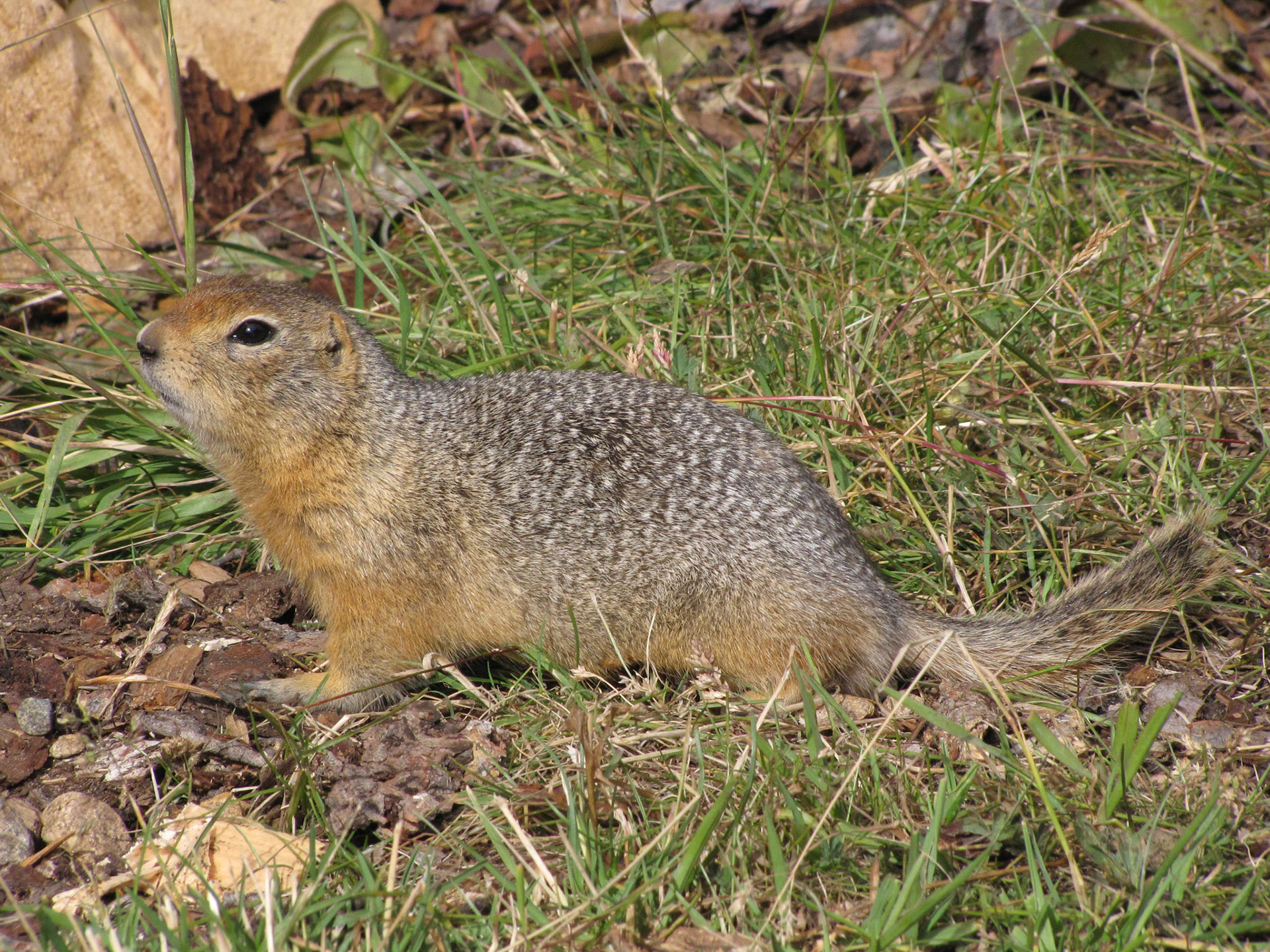 Rock Island Camp BC CA