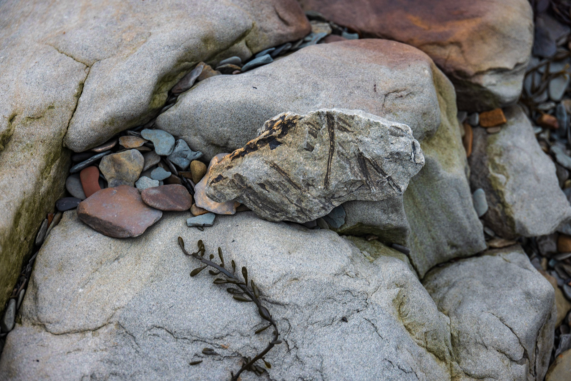 Joggins Fossil Cliffs,