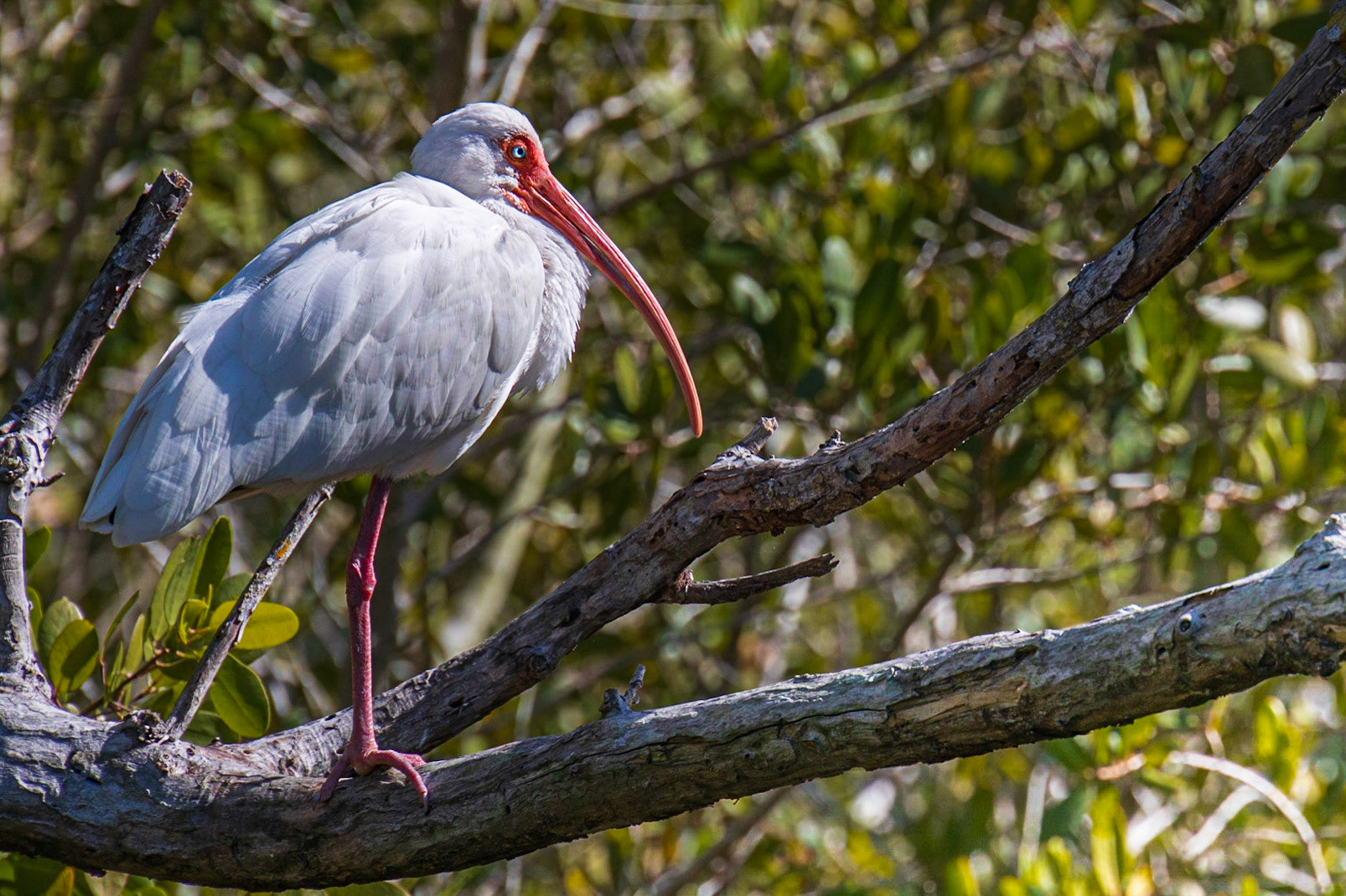 "Ding" Darling Refuge