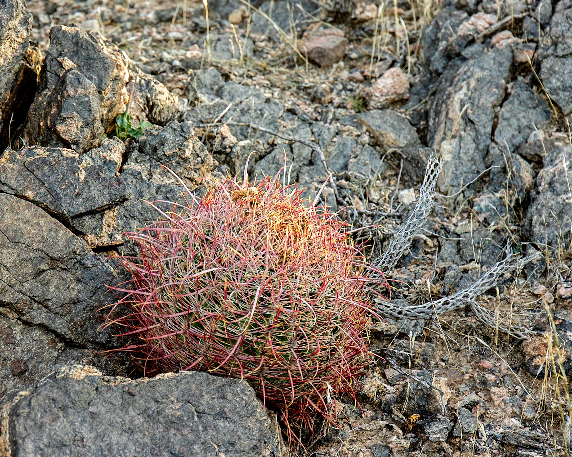 Gold Butte Road, Bunkerville NV