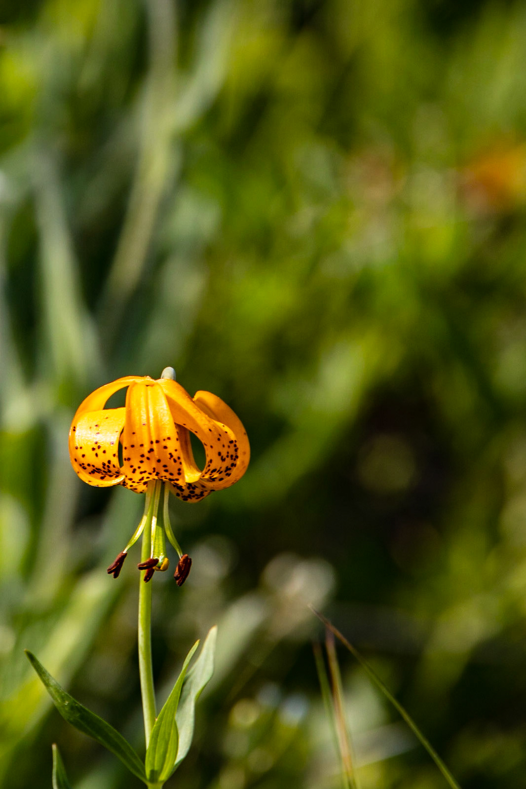Buchanan Lookout, Kaslo BC