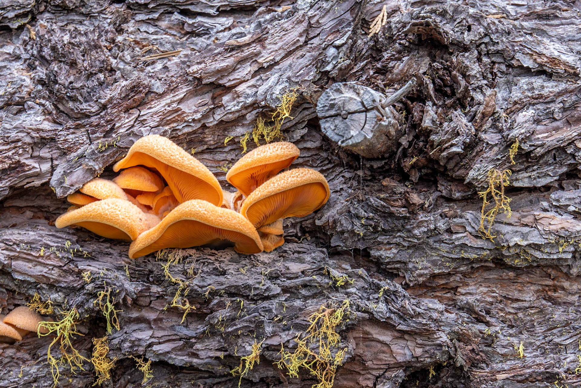 Star Lake Road, Fish Camp CA
