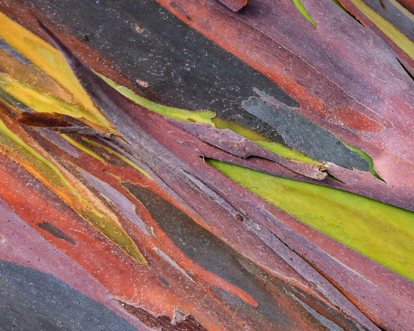 Peace River Botanicals and Sculpture Gardens, Punta Gorda FL