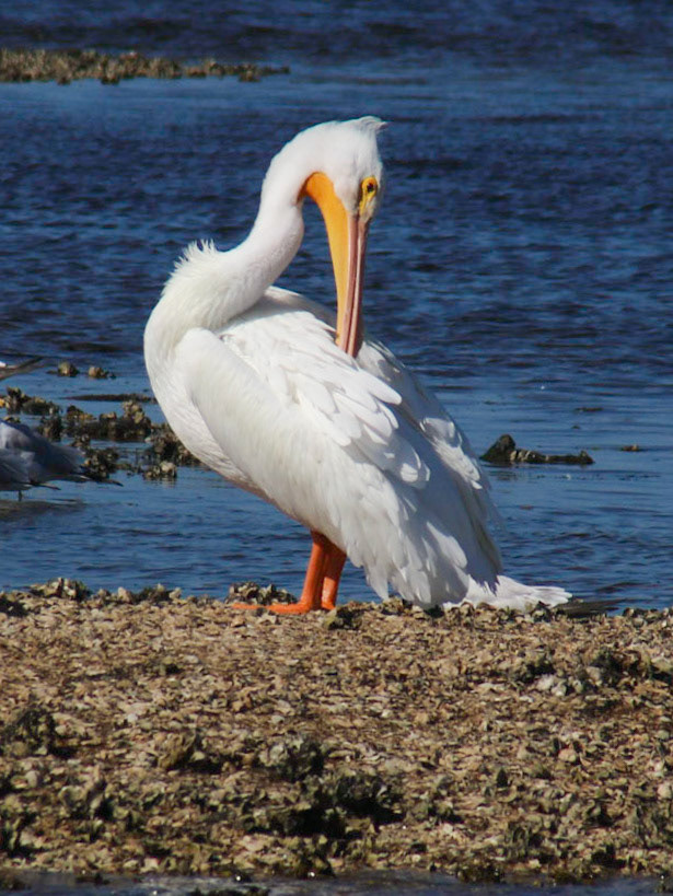 Chassahowitzka River