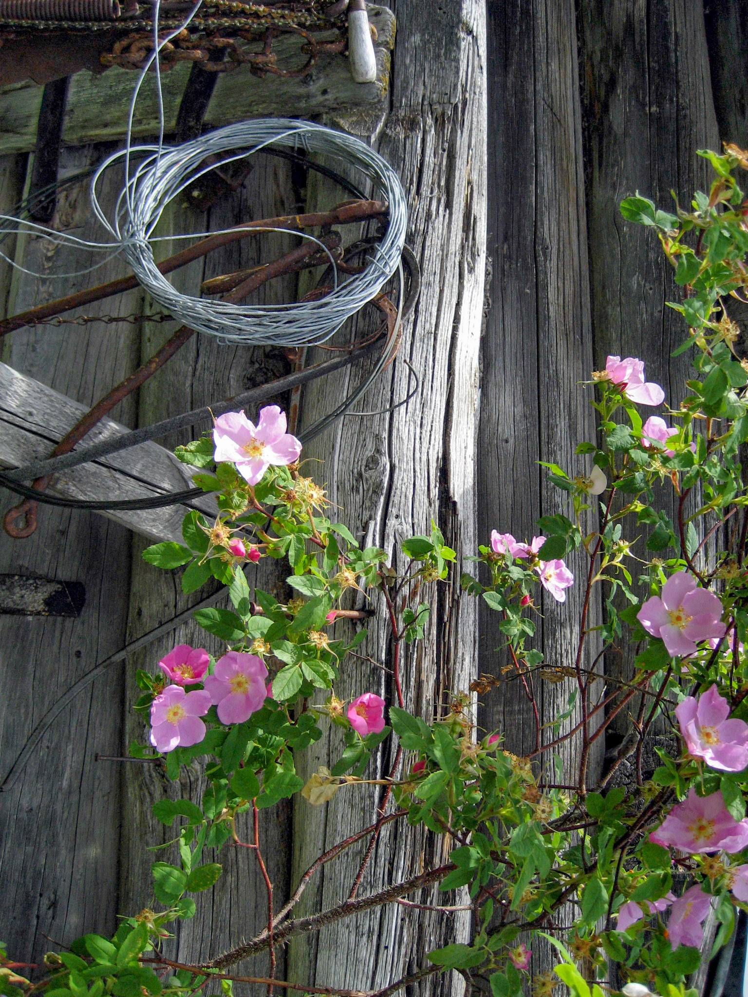 Glenora Ranch, Telegraph Creek  BC CA