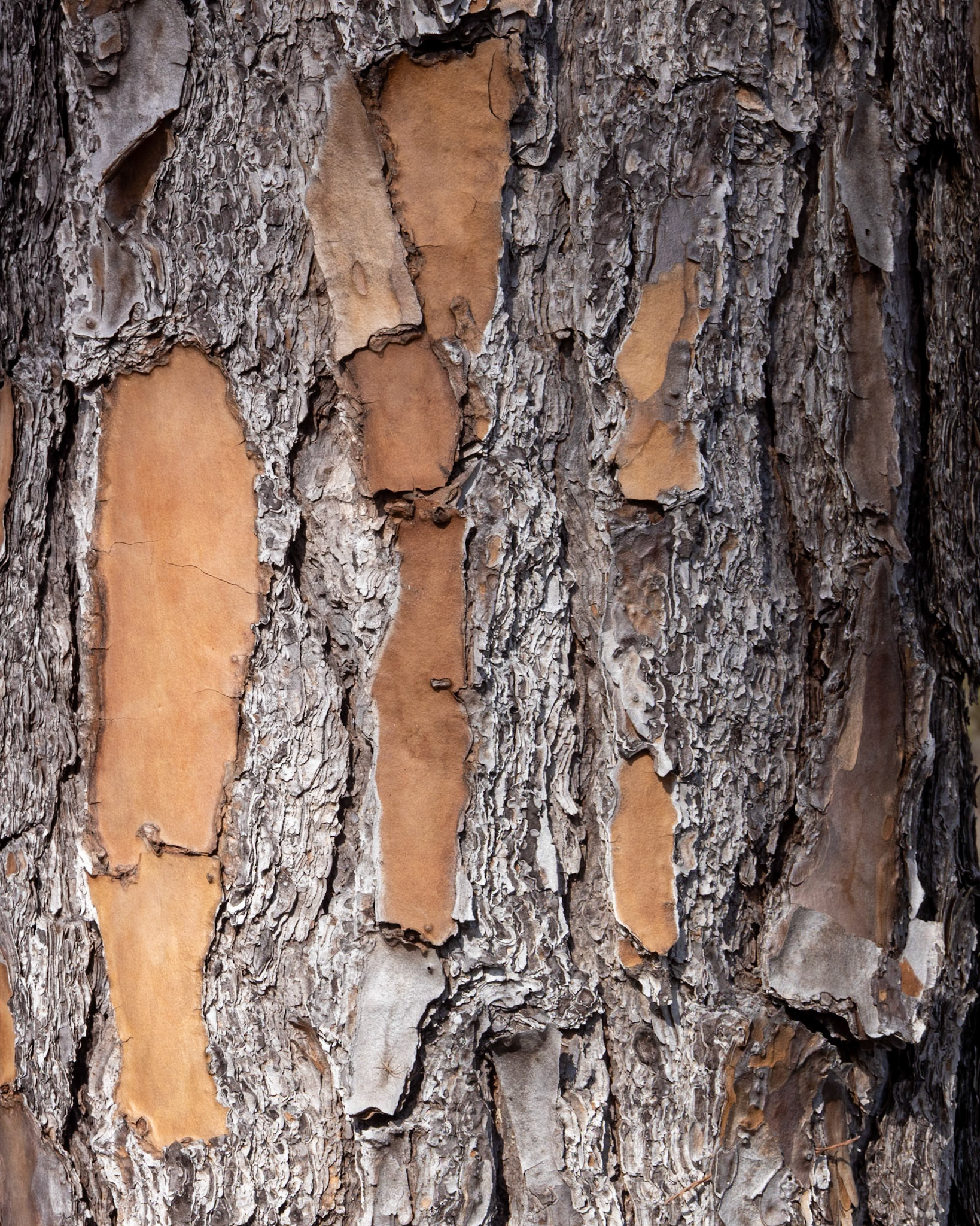 RK Dwarf Cypress Preserve, Tates Hell FL