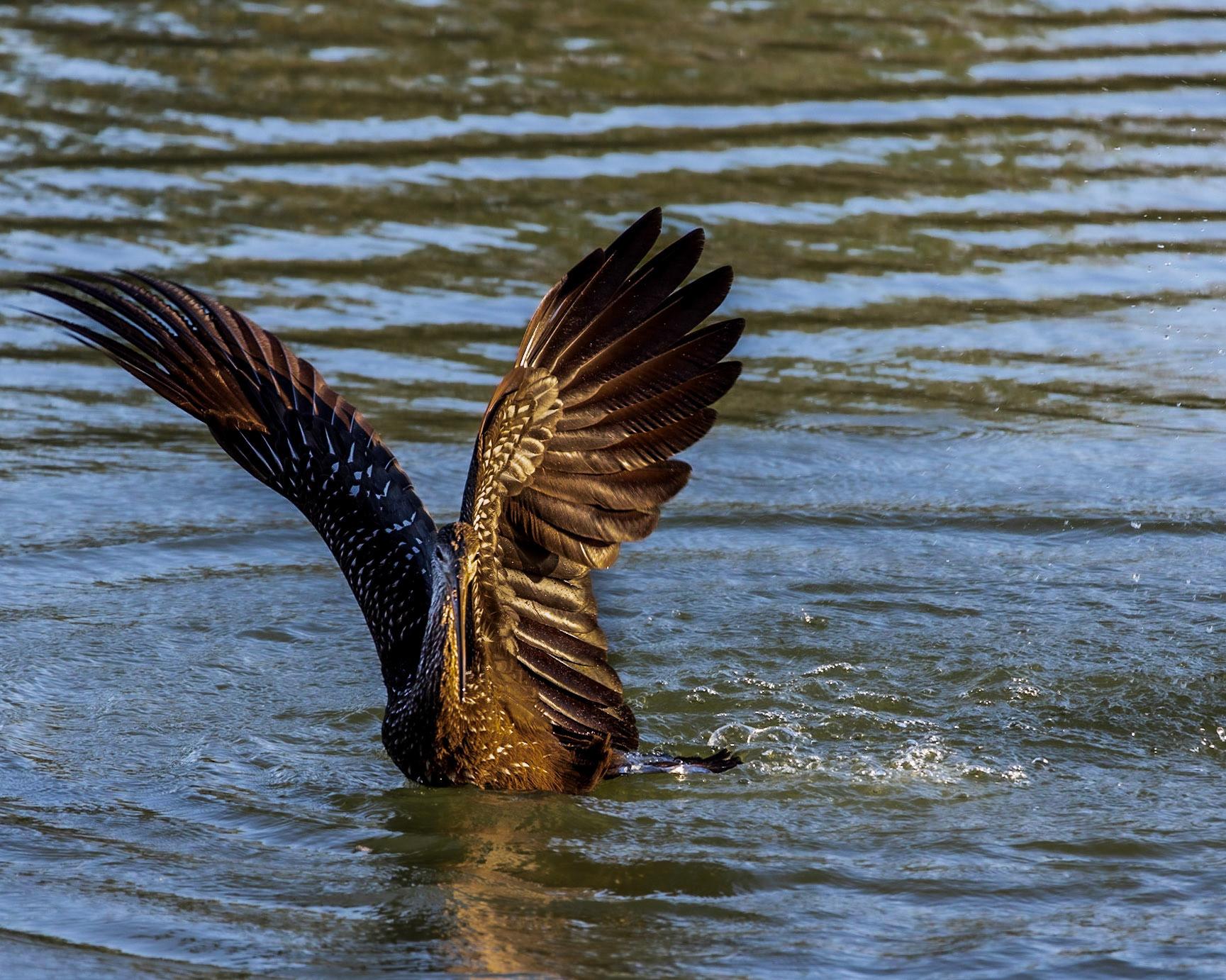 Wilderness Park CG, Fussels Corner, FL