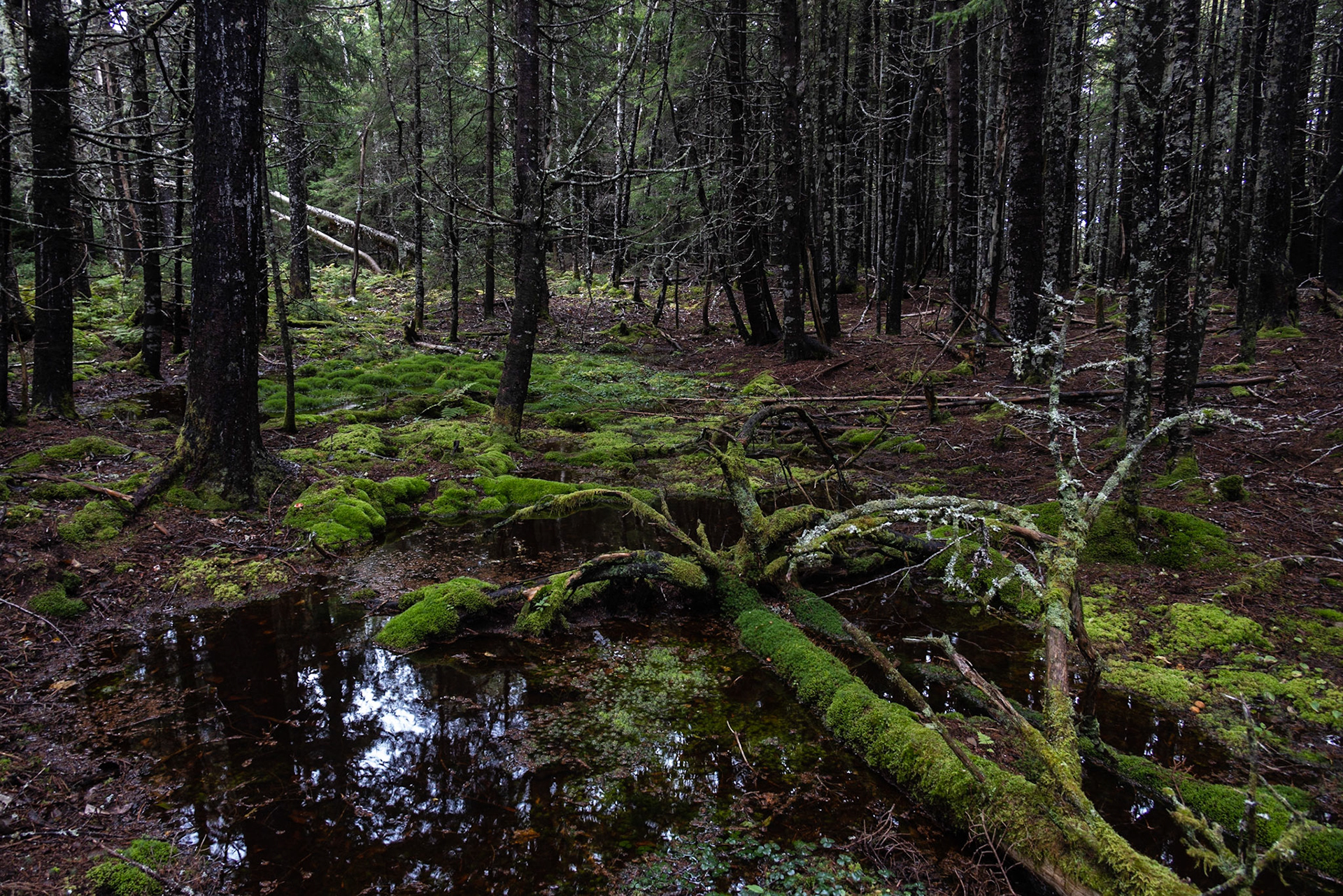 Long Beach Brook Falls Trail, NB