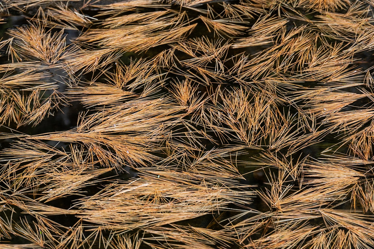 Big Eric's Bridge SF CG UP MI