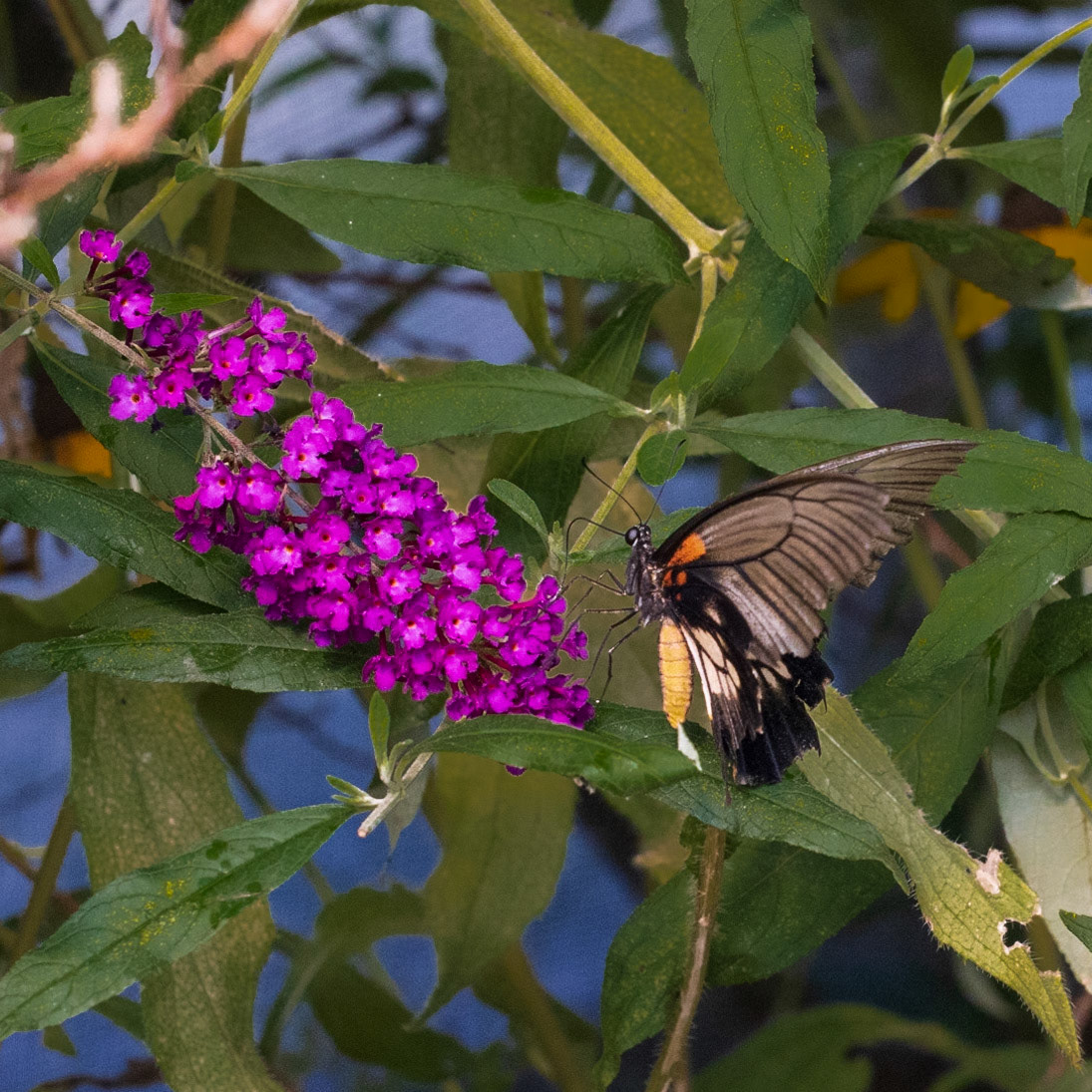 Newfoundland Insectatorium, Reidville, NL