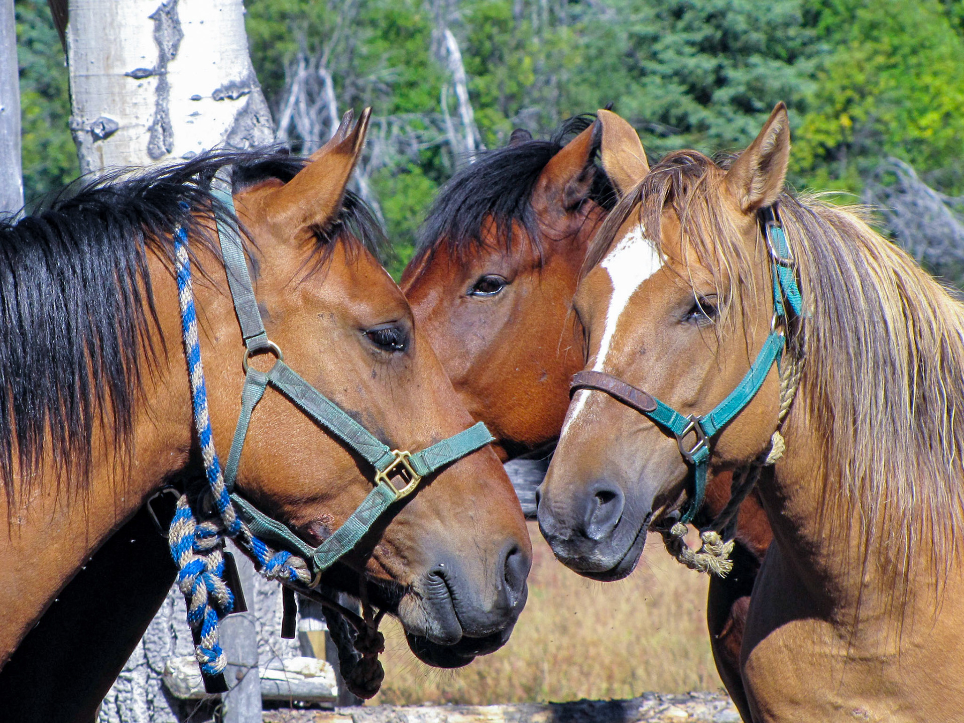 Hyland Ranch, Telegraph Creek BC CA