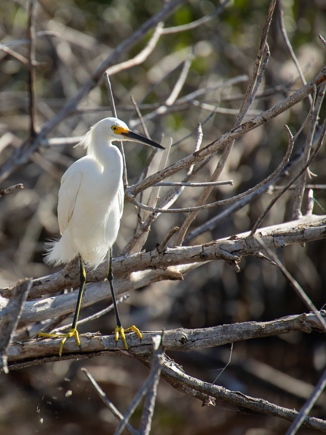 Everglades NP FL