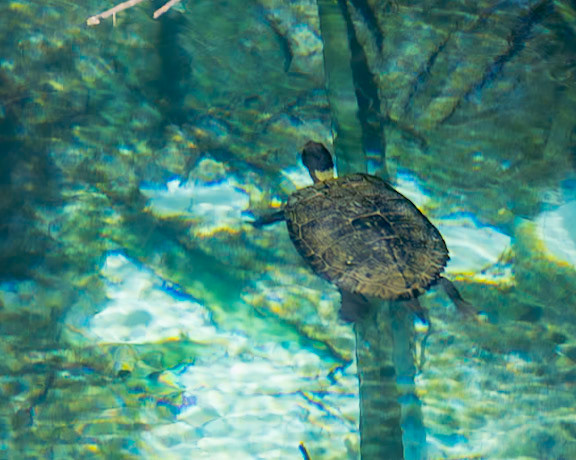 Fern Hammock Spring, FL