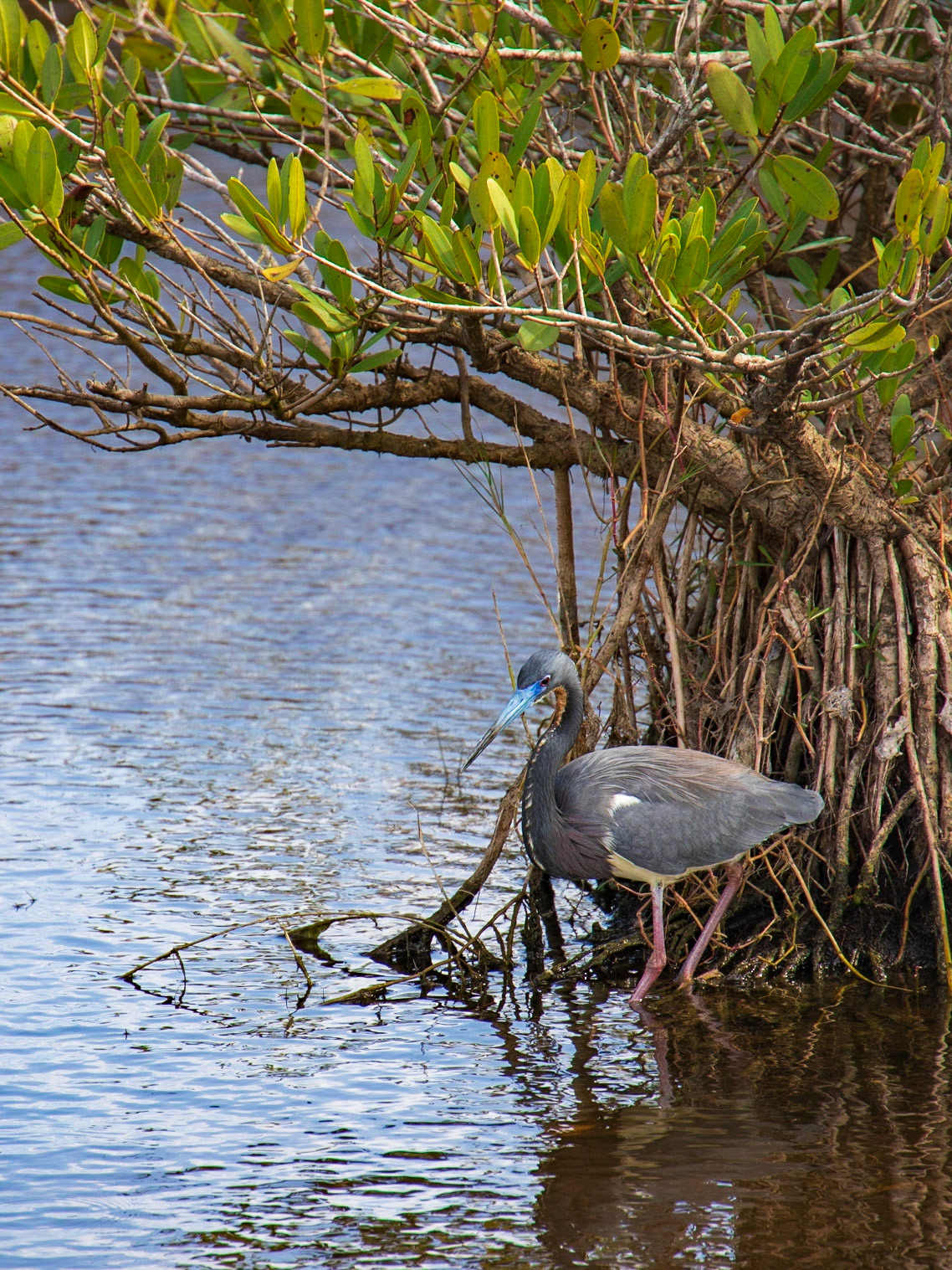Canaveral Natioanl Seashore FL
