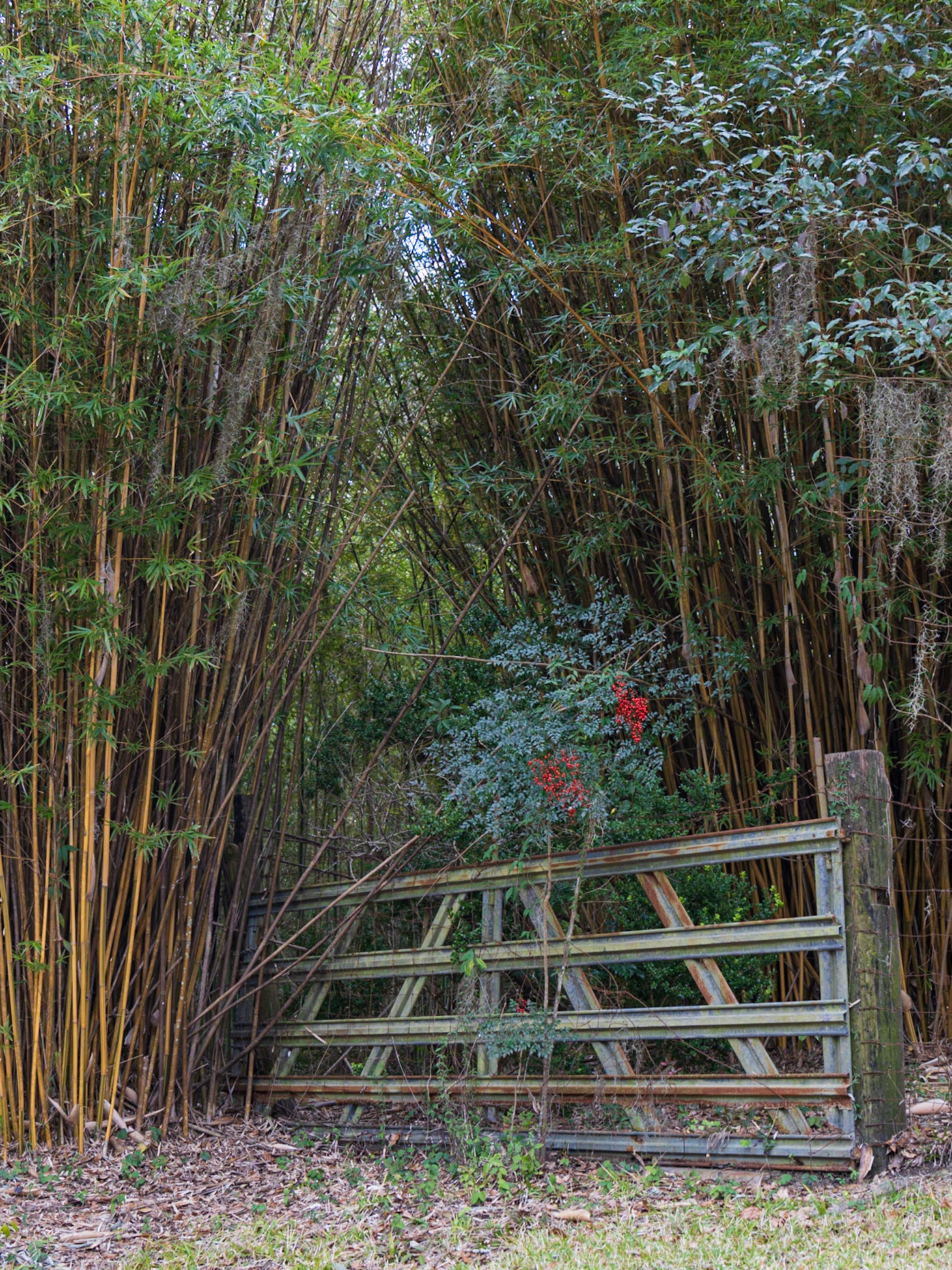 Avery Island Jungle Gardens LA